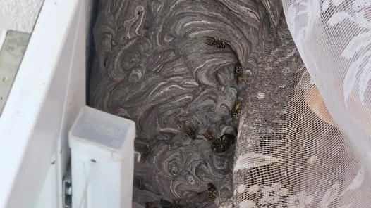 Die Frau entdeckte das Nest im Schlafzimmer.