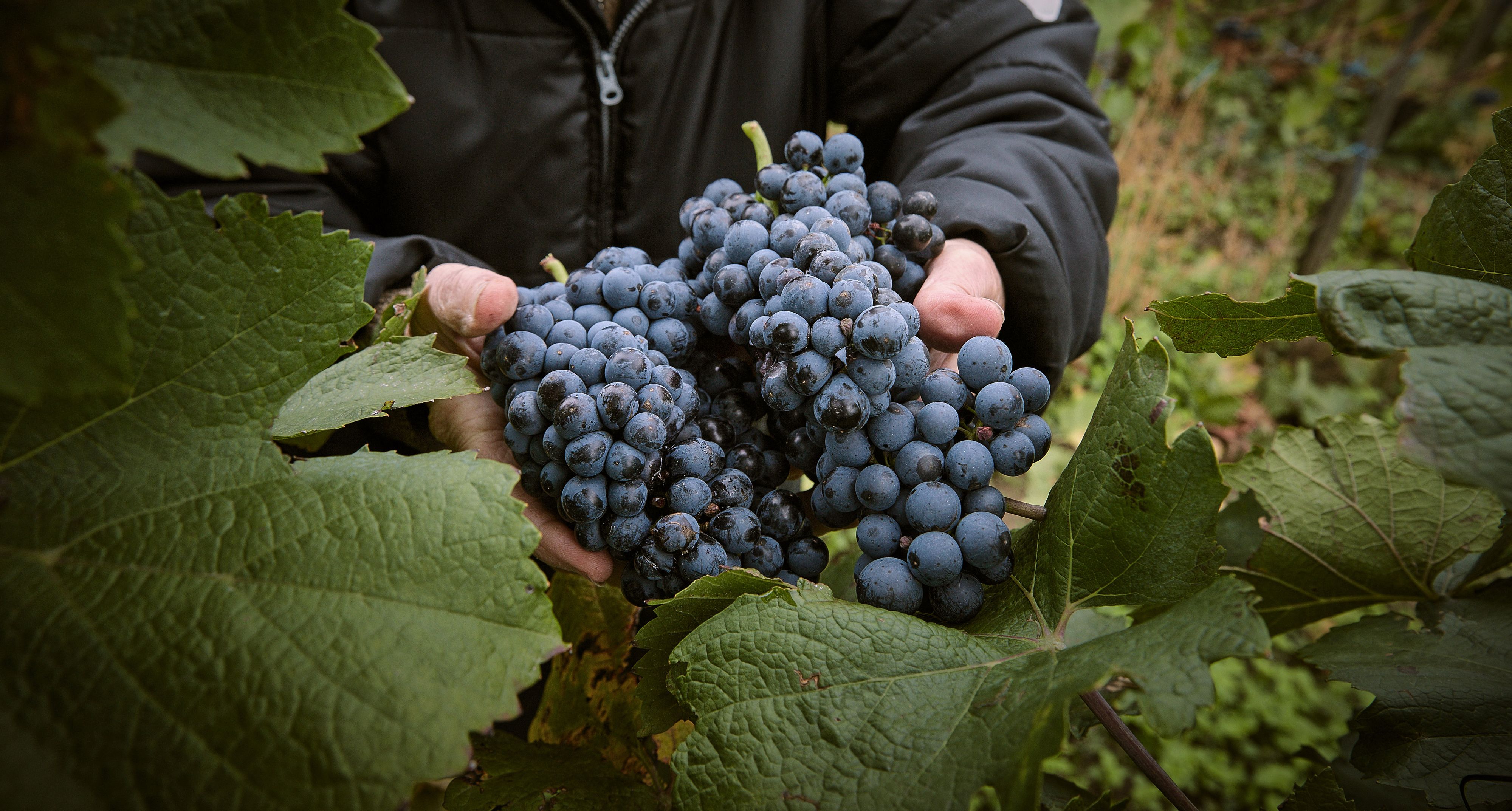 Im Burgenland hat die Weinlese 2026 bereits zur letzten Augustwoche hin begonnen. Archivbild