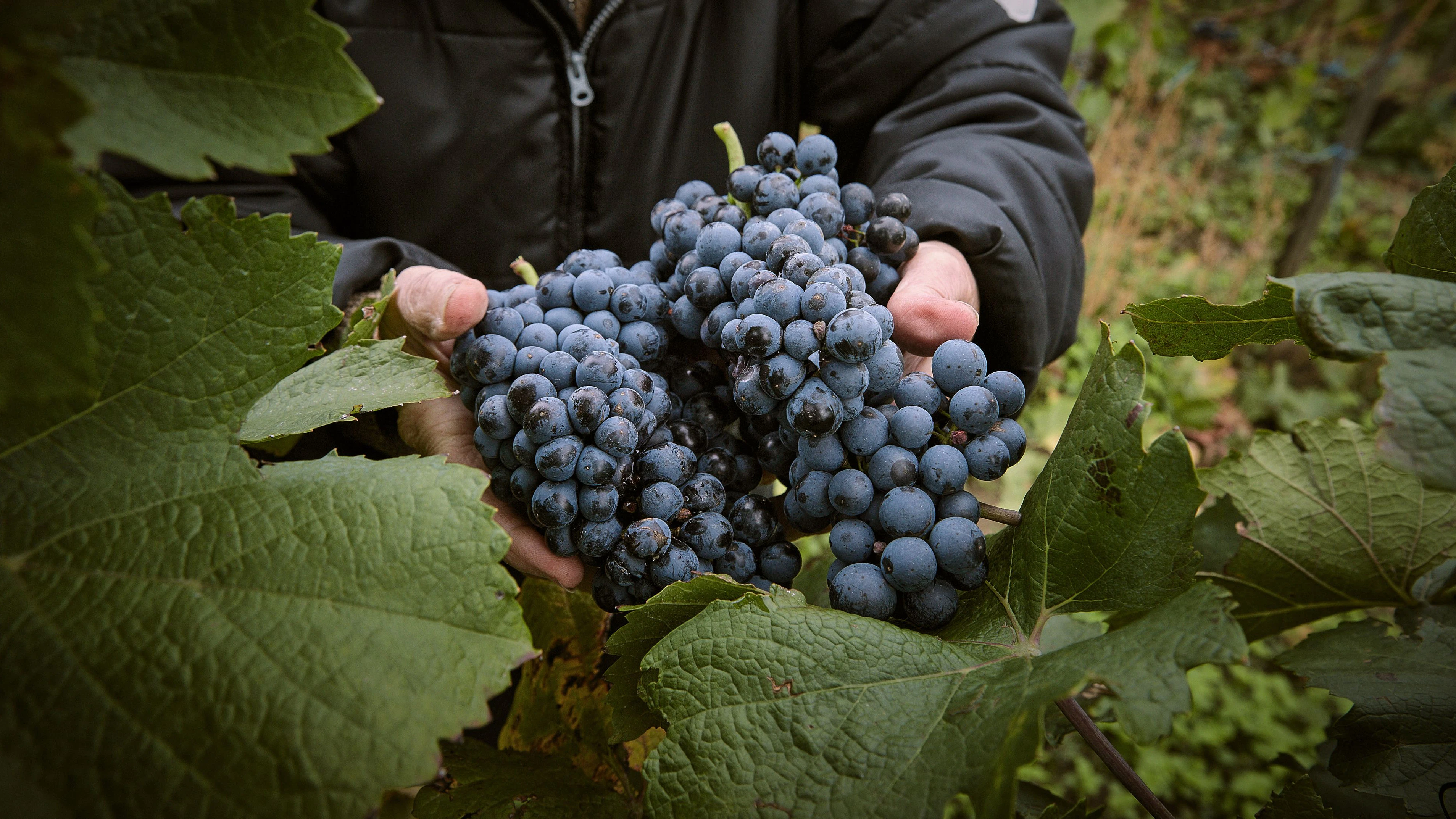 Im Burgenland hat die Weinlese 2026 bereits zur letzten Augustwoche hin begonnen.