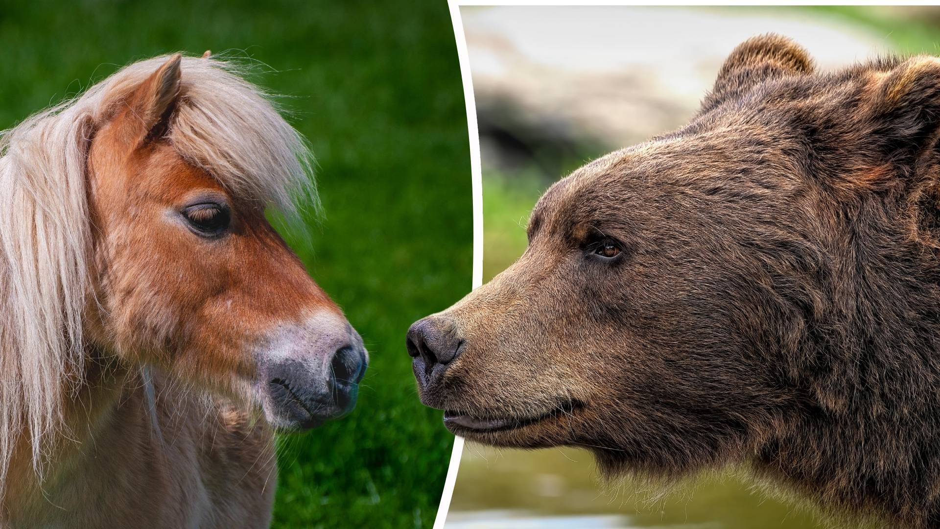 Heute.at - DNA-Test beweist: Bär riss Pony Pumuckl in Tirol