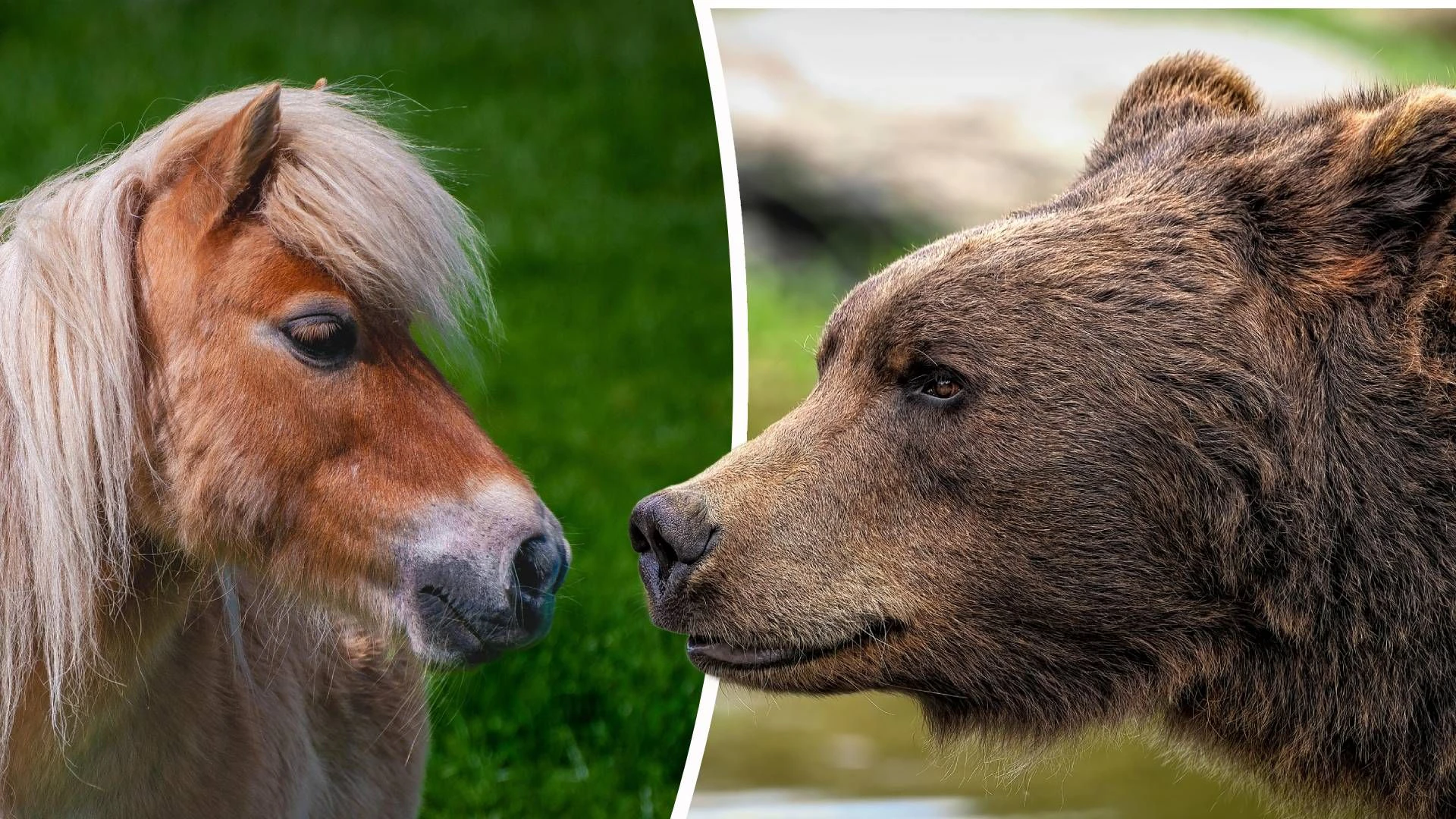Bär Pony
