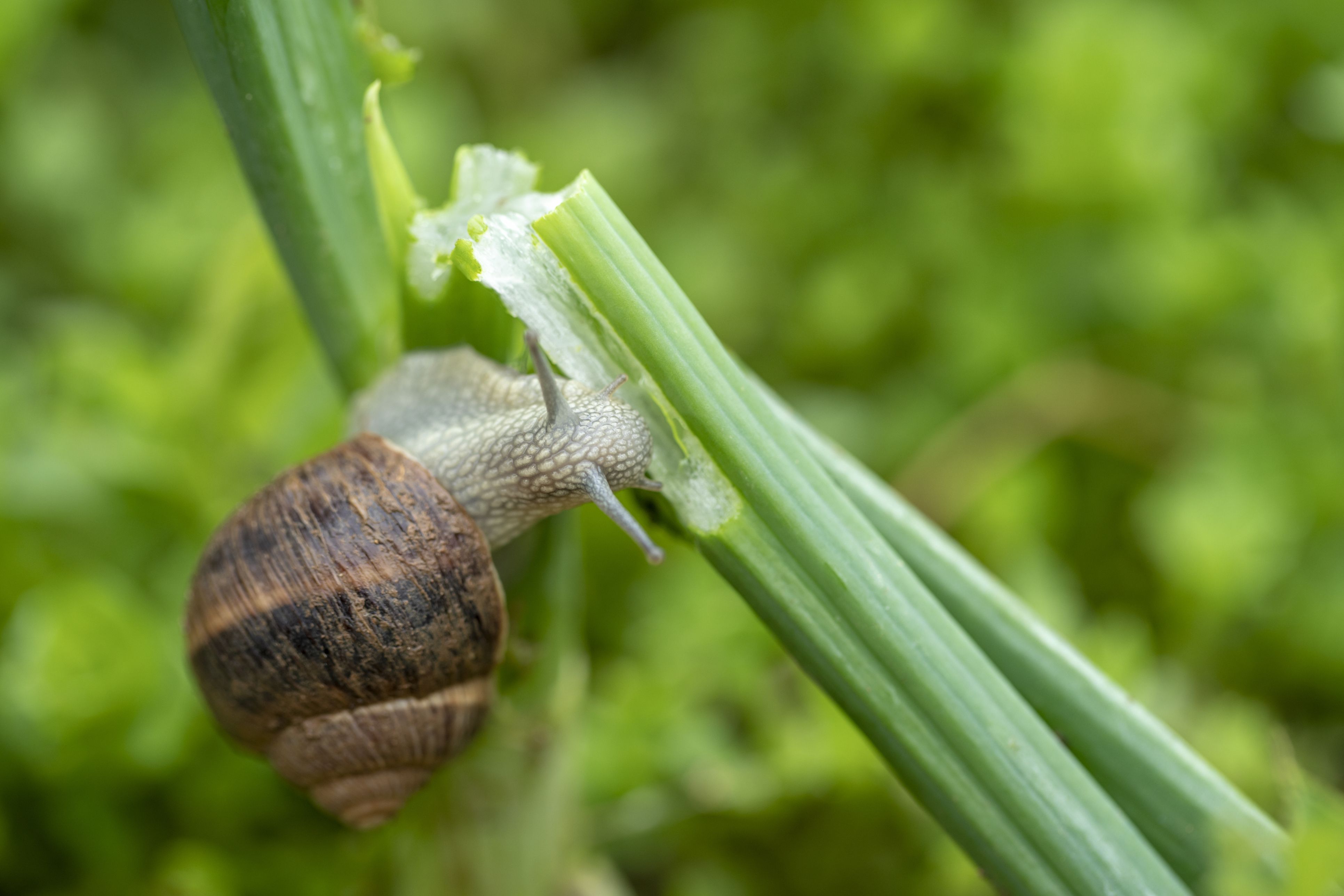 Das Gemüse ist angefressen, die Schnecken sind zurück.