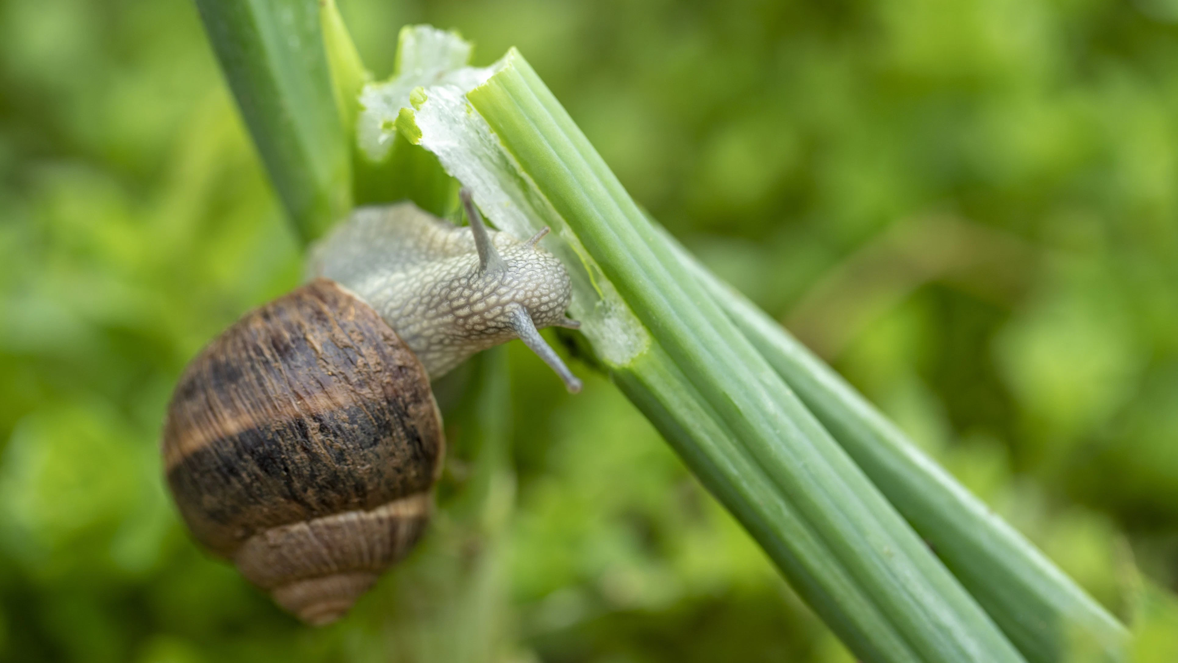 Das Gemüse ist angefressen, die Schnecken sind zurück.