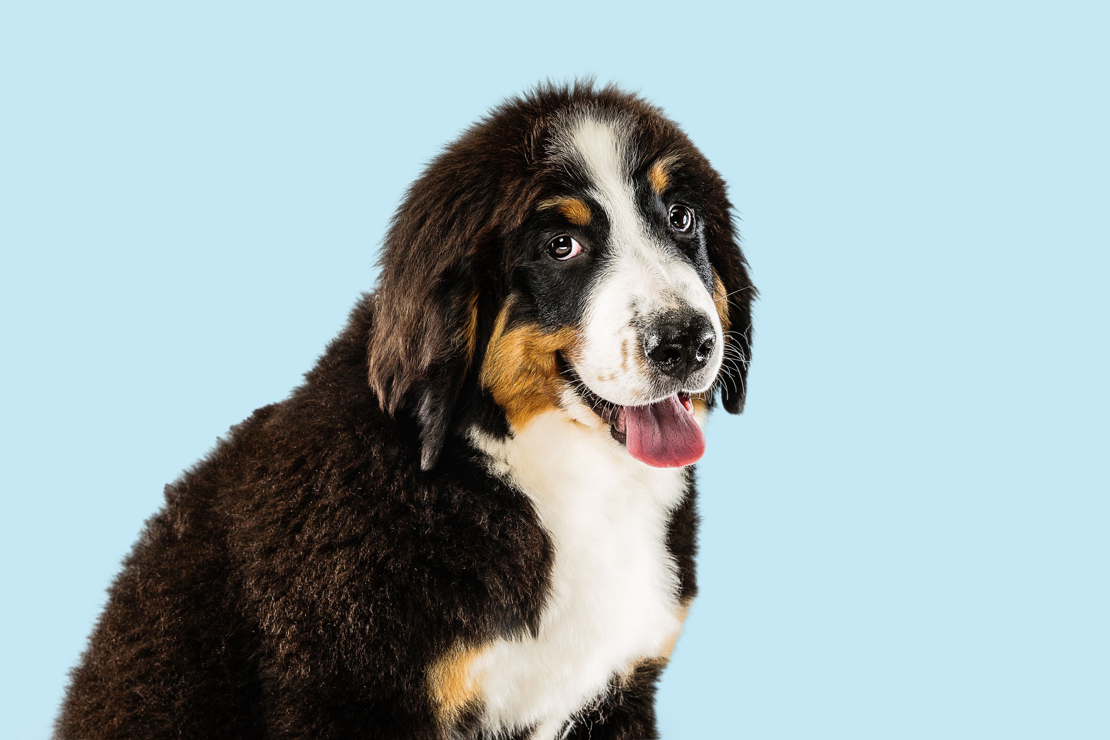 Heute.at - Ex-Partner müssen Hund nach Trennung ersteigern