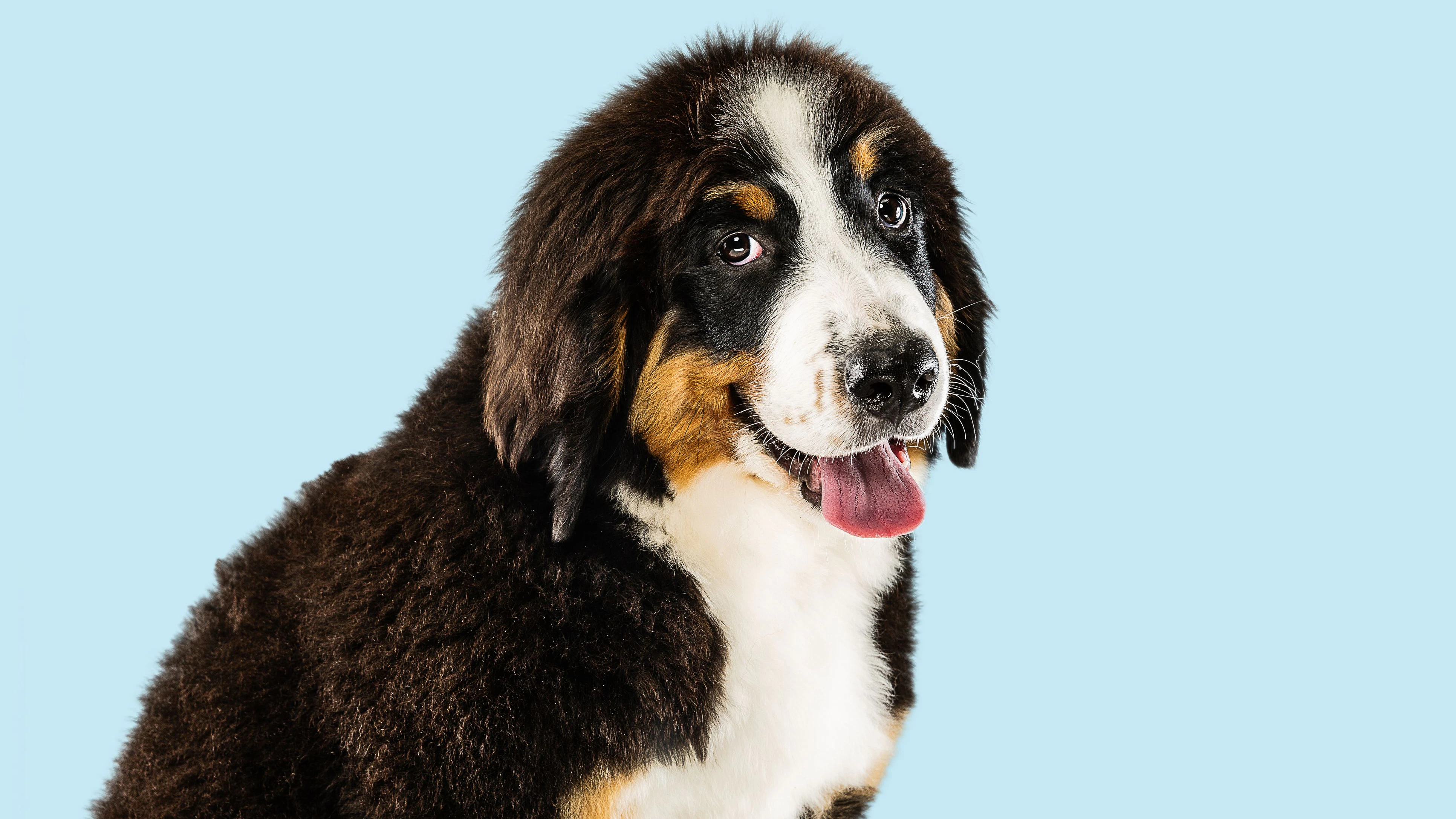 Berner sennenhund puppy posing. Cute white-braun-black doggy or pet is playing on blue background. Looks attented and playful. Studio photoshot. Concept of motion, movement, action. Negative space.