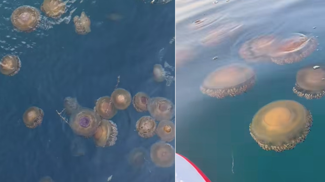 Heute.at - Kroatien-Urlauber entdecken Spiegeleier im Meer