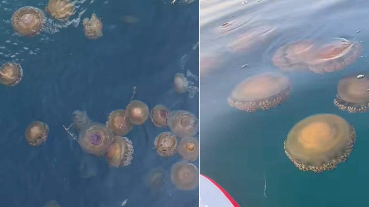 Spiegeleiquallen vor Pula