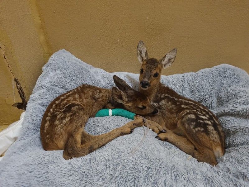 Heute.at - Wildtier-Flut: Zwei Monate sprengen ganzen Jahresrekord