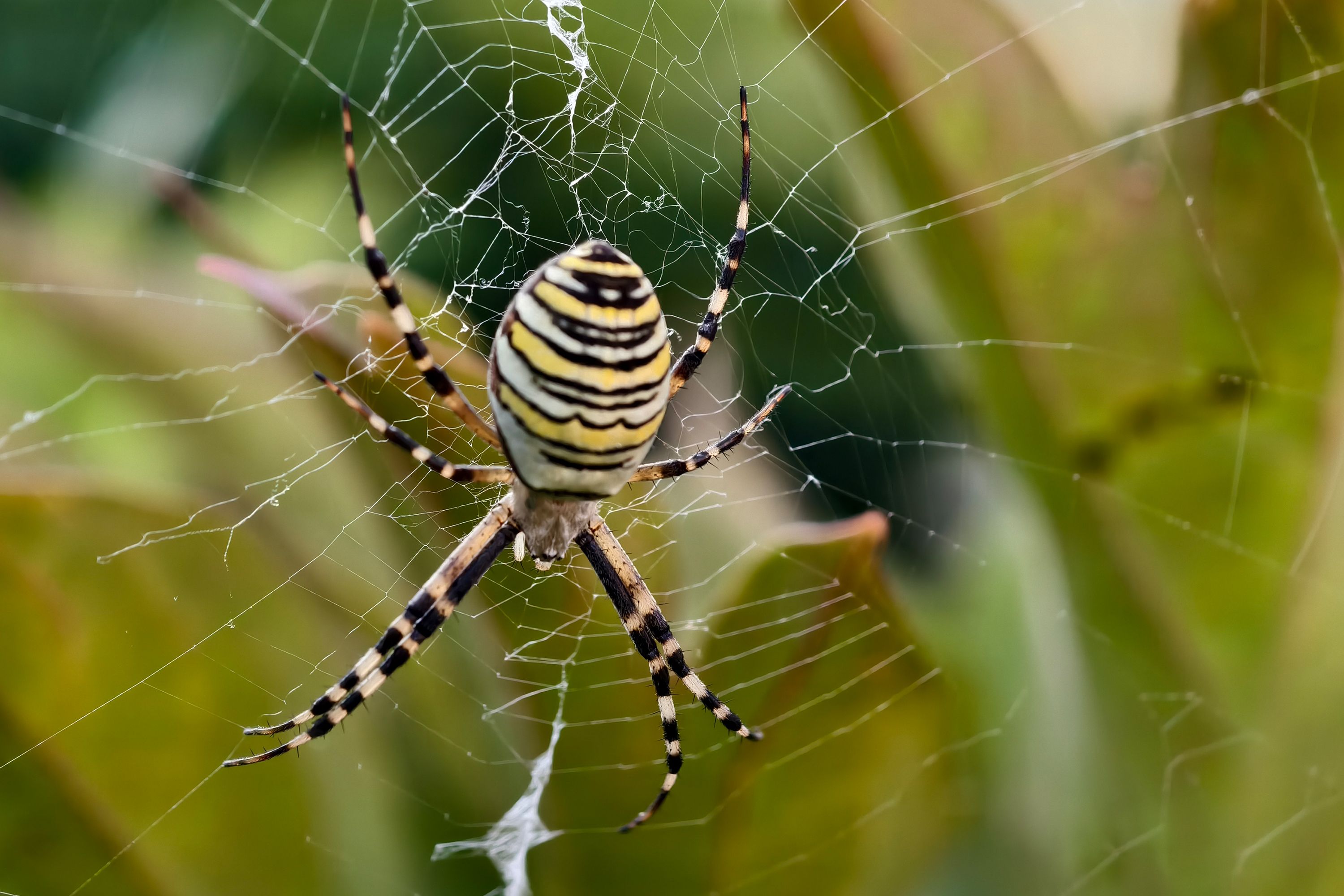Heute.at - Diese Spinne ist zu schön, um so schnell zu sterben