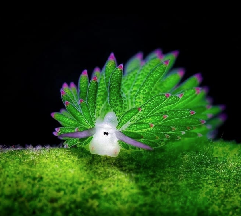 Ein Blattschaf (wissenschaftlich Costasiella kuroshimae) ist eine winzige, nur wenige Millimeter große Meeresschnecke