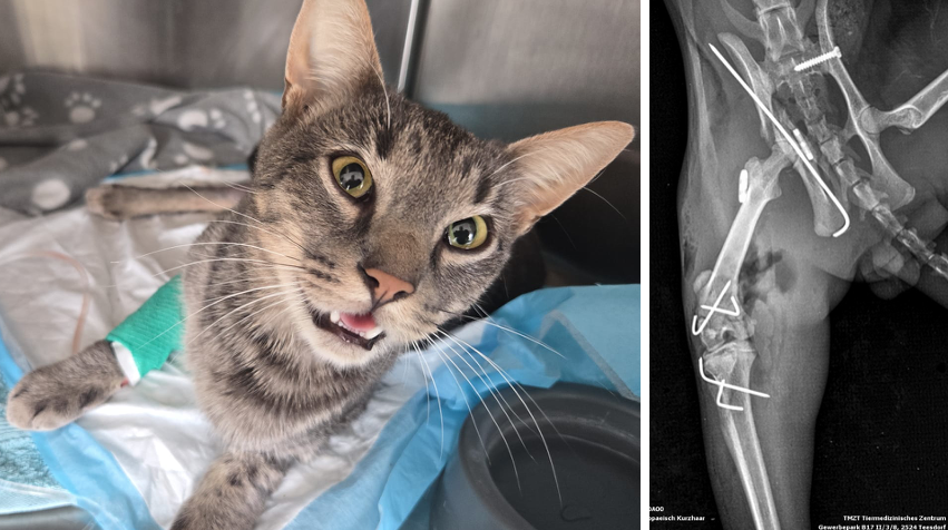 Heute.at - Unfall-Drama – Kater Schnurrli schwer verletzt