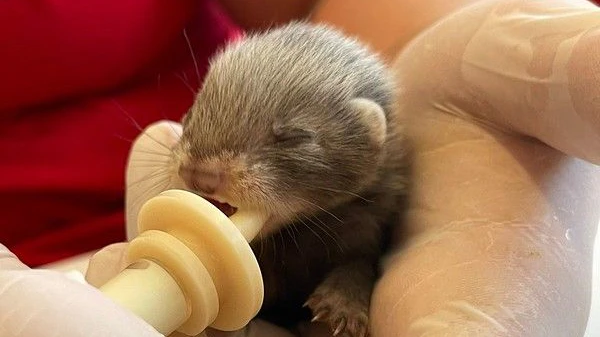 Das niedliche Iltis-Baby hört auf den Namen "Igor".
