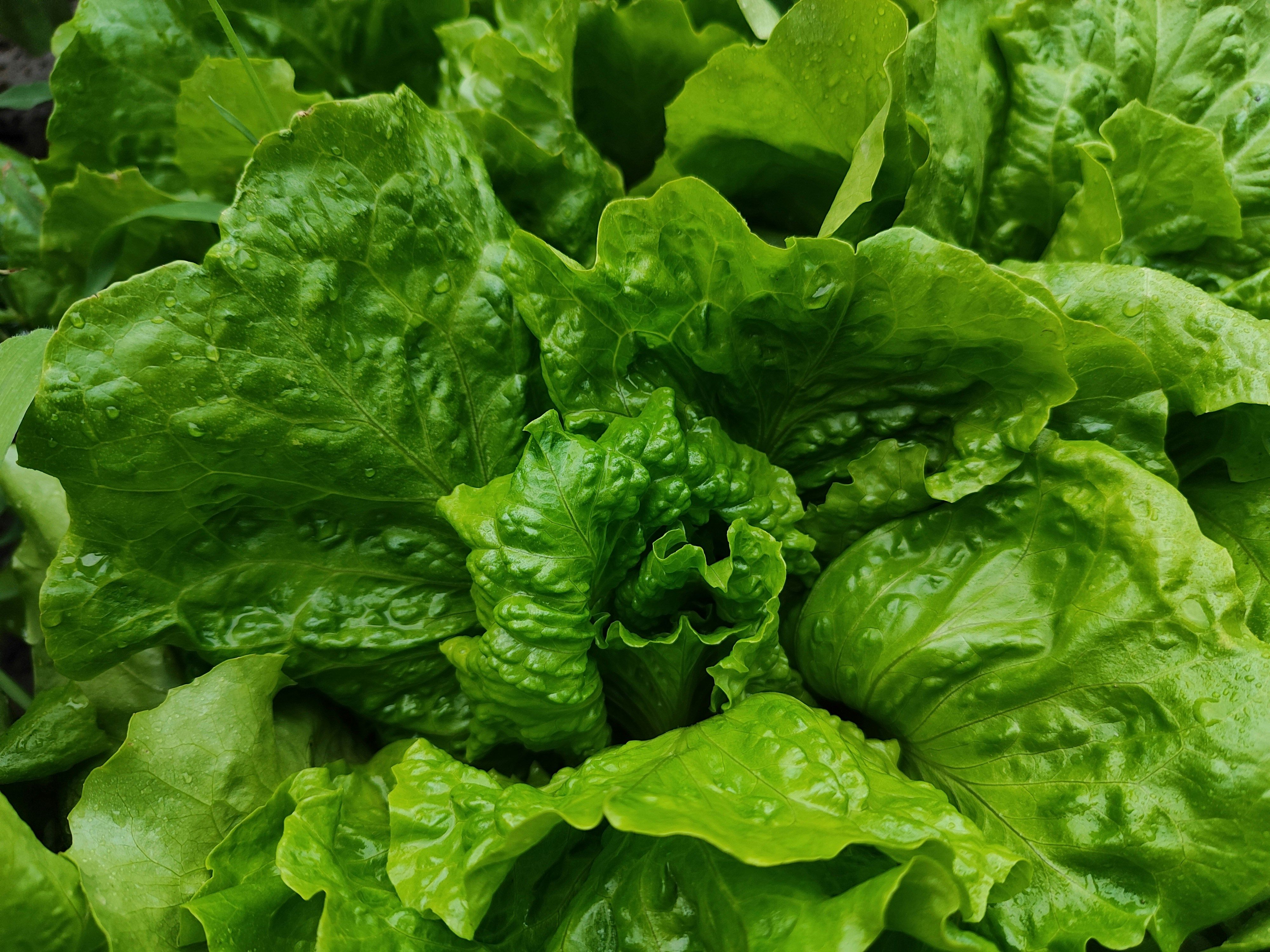 Heute.at - Dein eigener Salat schmeckt bitter? Das steckt dahinter