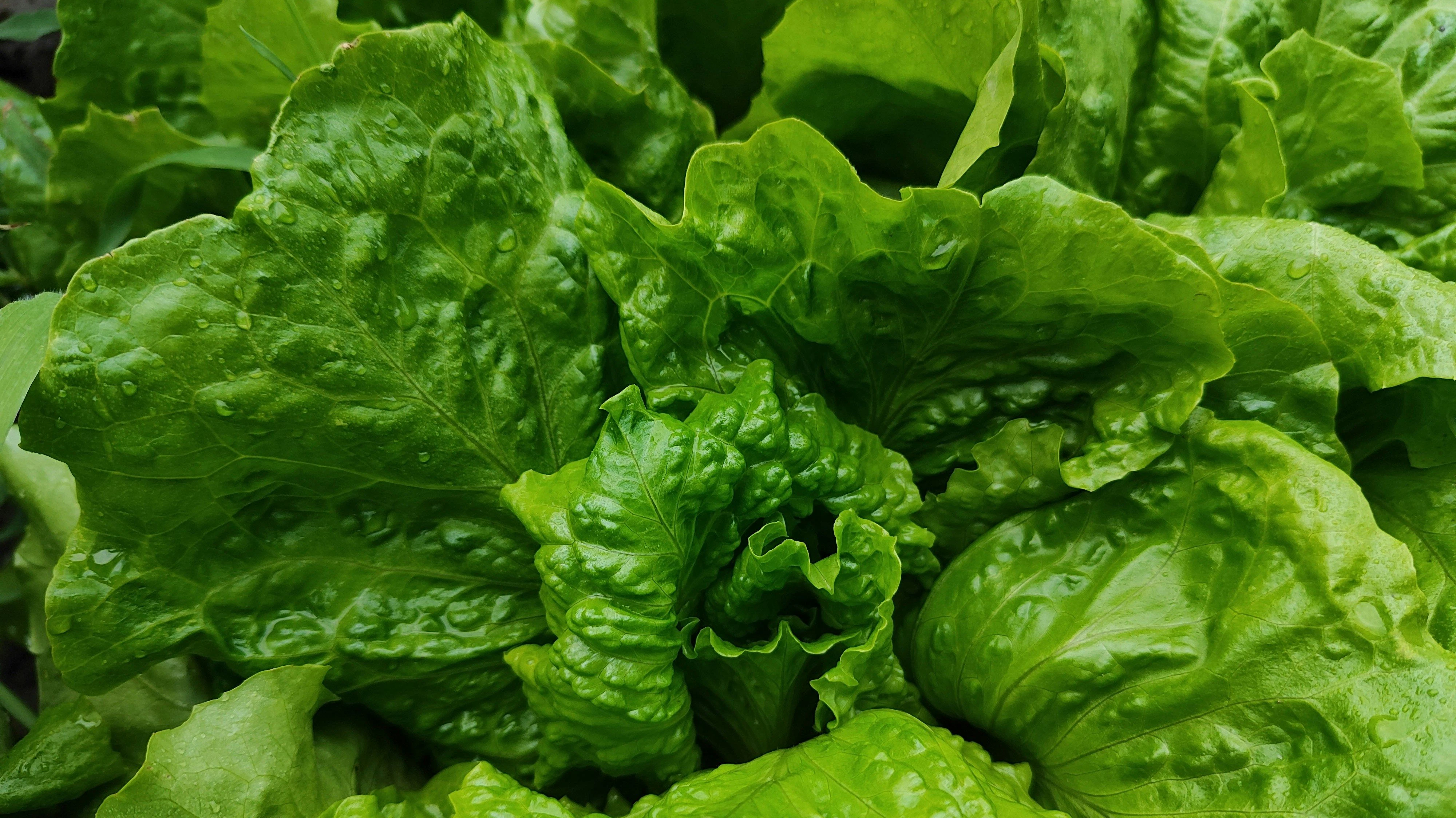 Salat