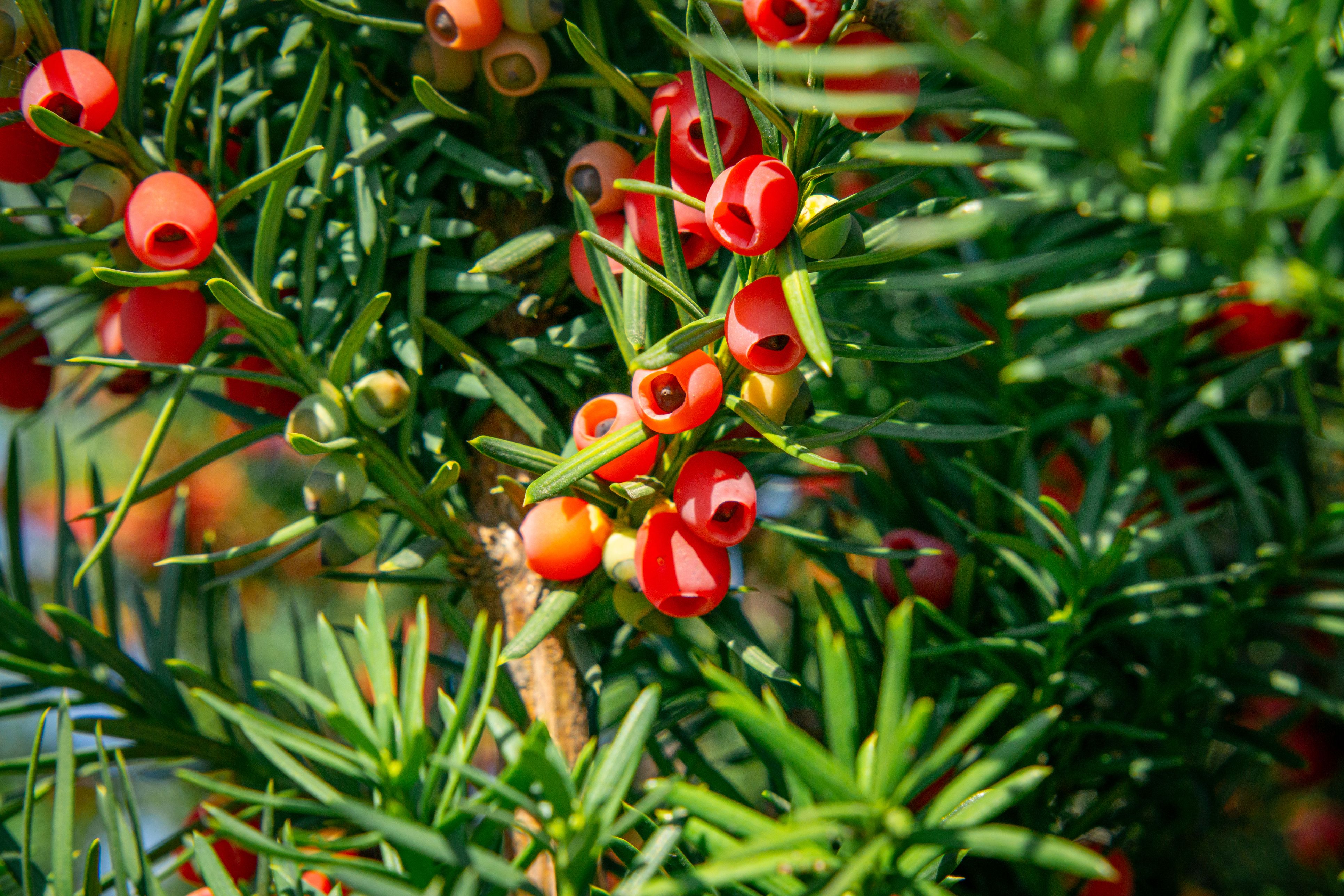 Heute.at - Gefahr im Garten! Diese schönen Pflanzen sind giftig