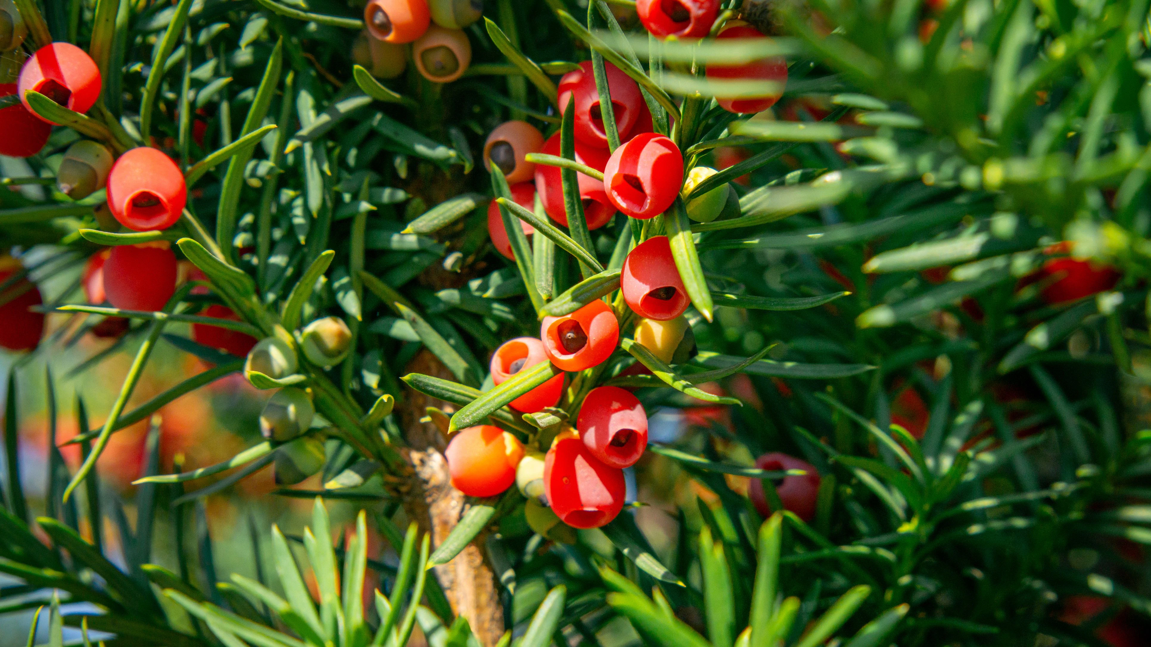Heute.at - Gefahr im Garten! Diese schönen Pflanzen sind giftig