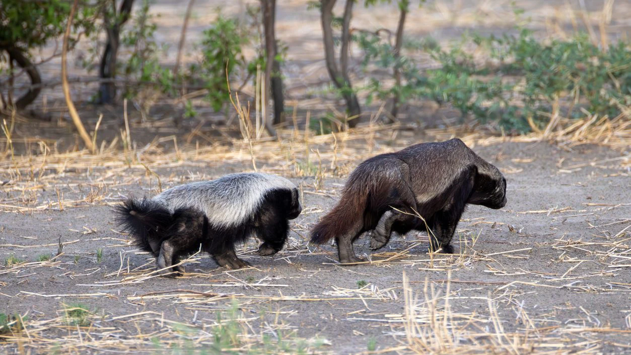 Auch wenn Honigdachse überwiegend Einzelgänger sind: Muttertiere leben längere Zeit mit ihrem Nachwuchs zusammen, und gelegentlich wurden auch zwei Tiere gemeinsam bei der Nahrungssuche beobachtet.