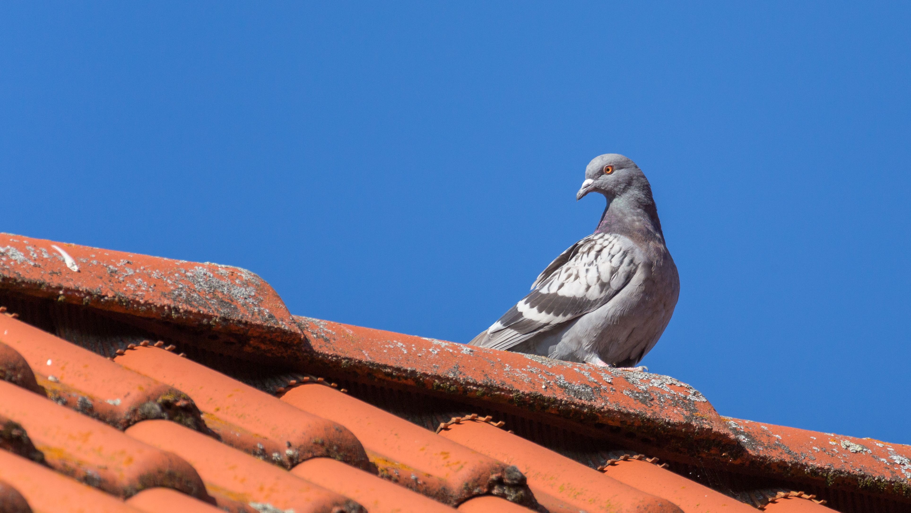 Eine tote Taube landete auf der Terrasse des Steirers (Symbolbild).