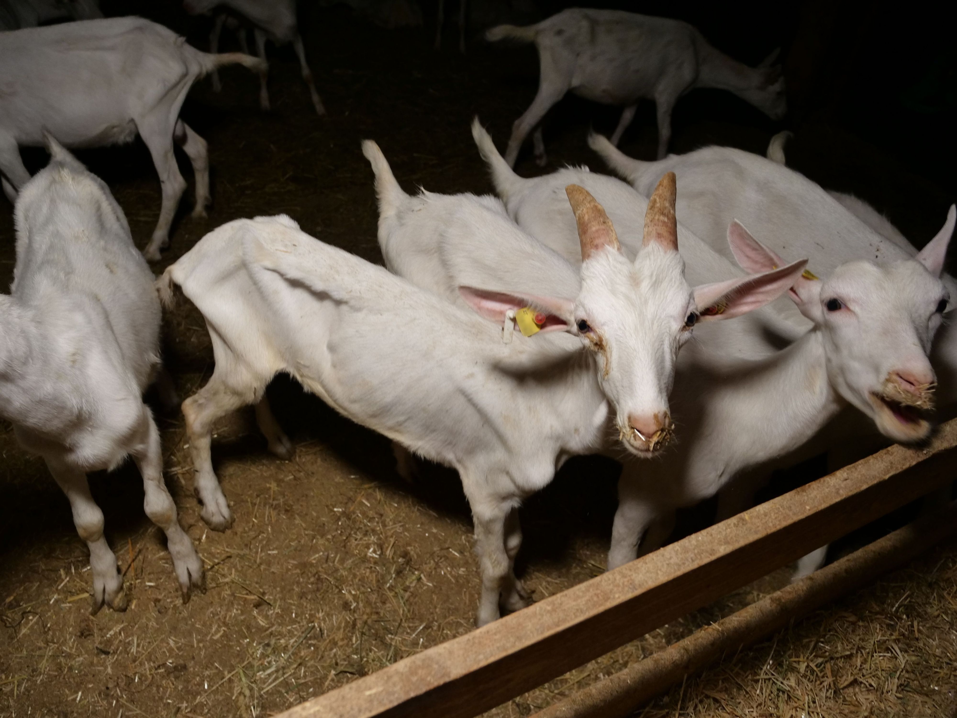 Heute.at - Trotz Tierhalteverbot: Landwirt misshandelt weiter!