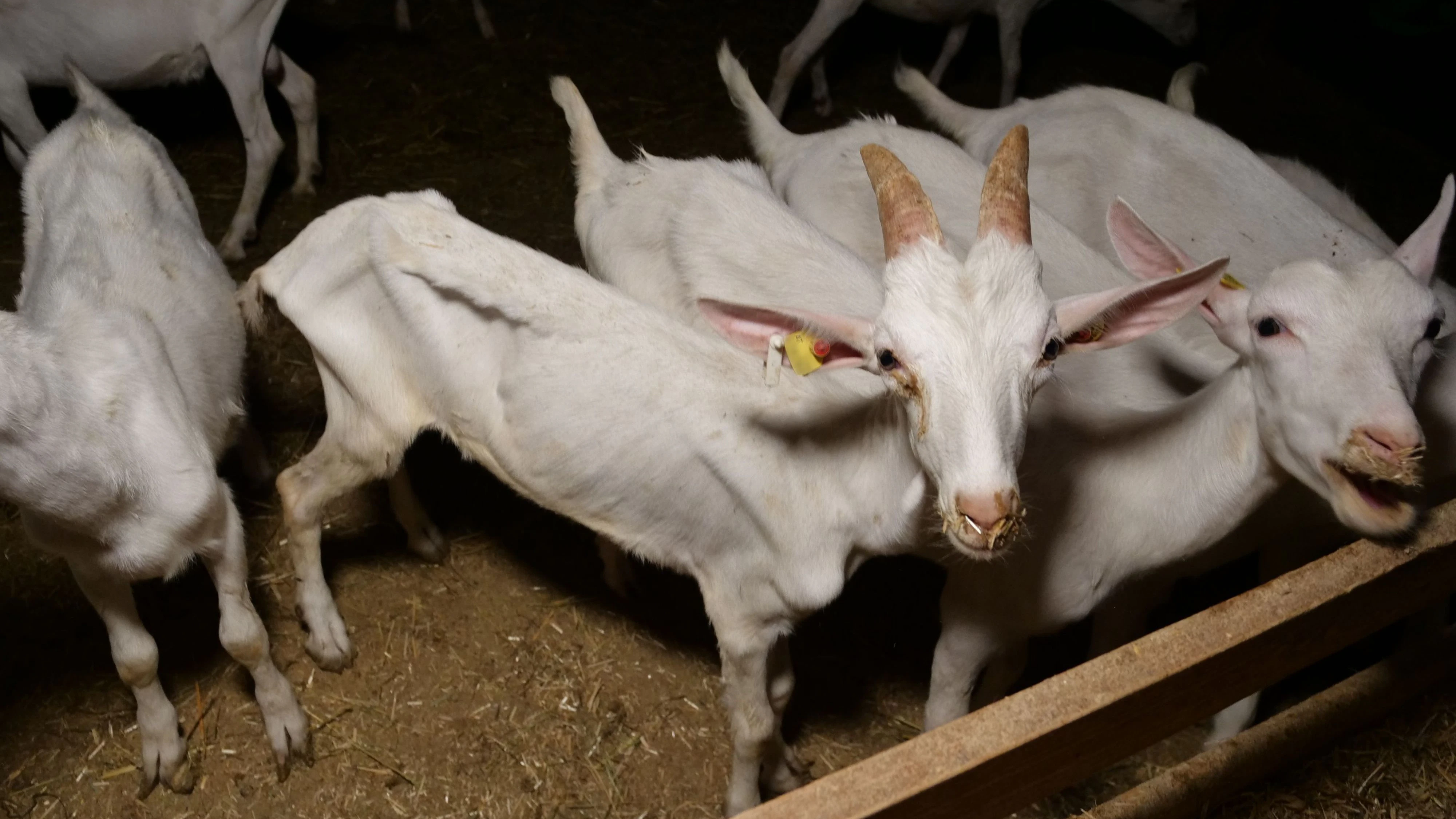 Die Tiere sind teilweise kurz vor dem Verhungern!!!!! 