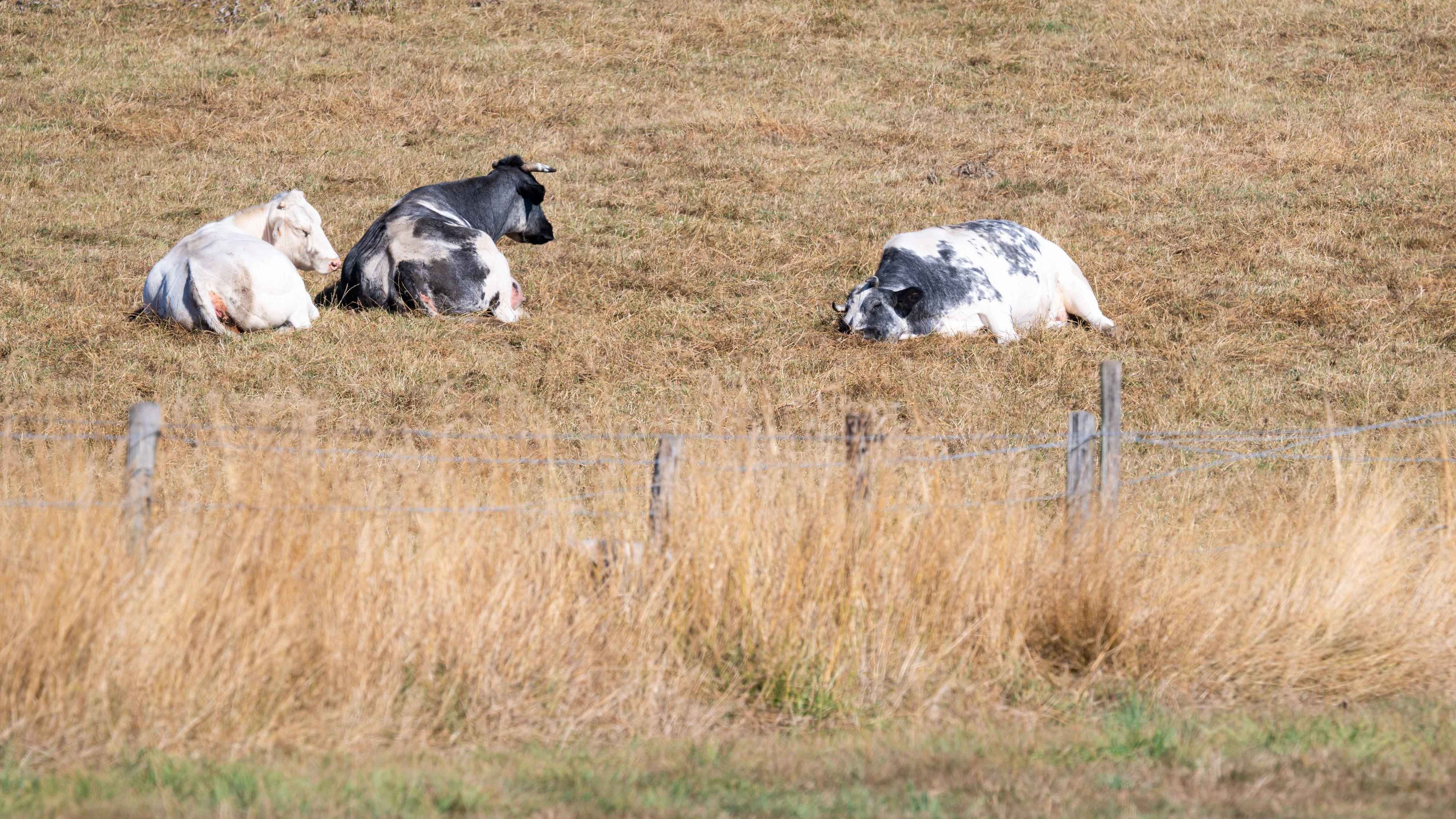 Cows grazing in a completely dried-out pasture near Michelbeke, Brakel, in the Flemish Ardennes. The parched grass illustrates the severe effects of prolonged drought and extreme summer heat on agricultural land. Michelbeke, Brakel, Belgium 13 AUG 2026 Photo Werner Lerooy.