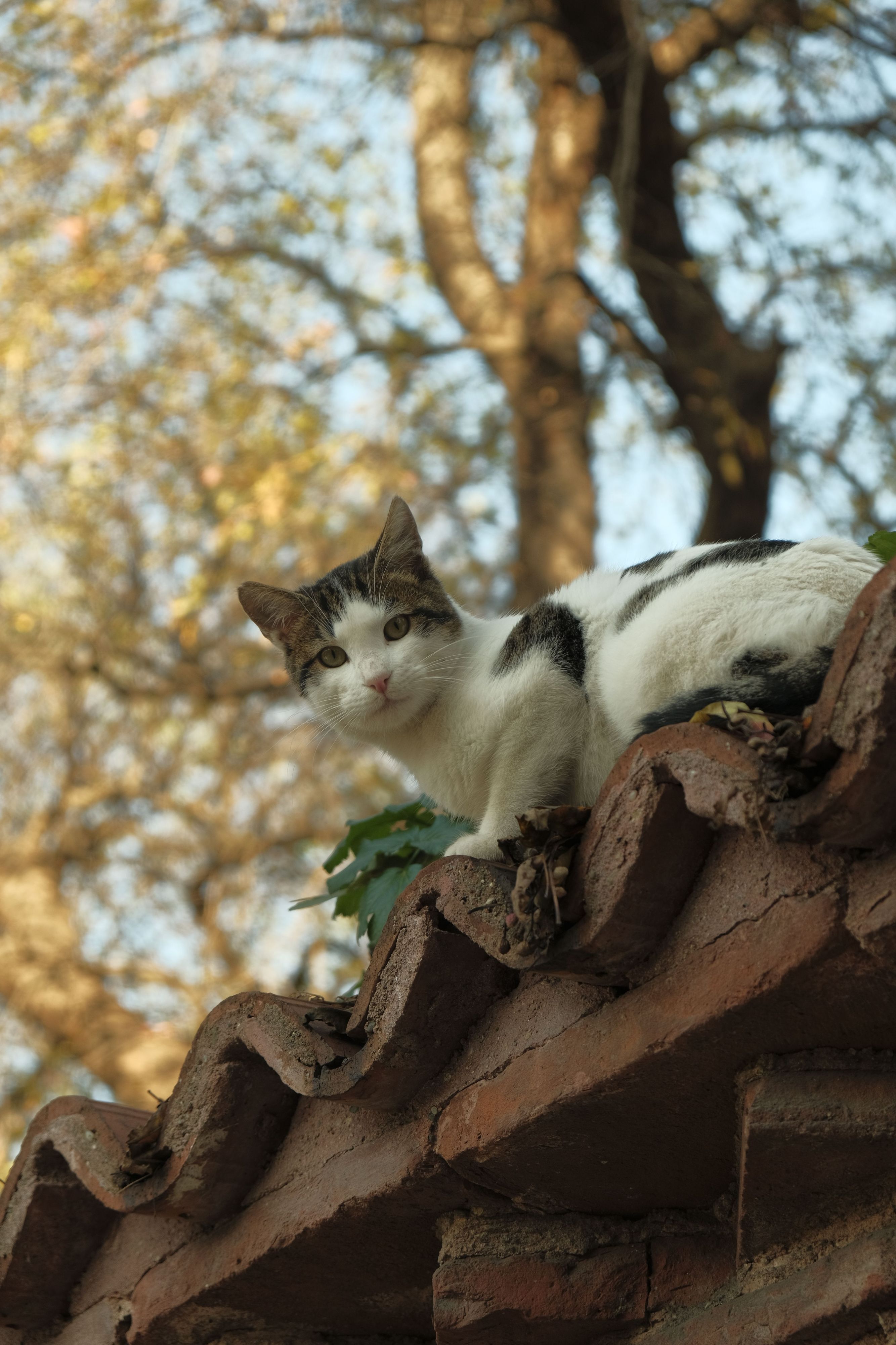 Heute.at - Österreichs Katzen sind die ruhigsten Katzen Europas