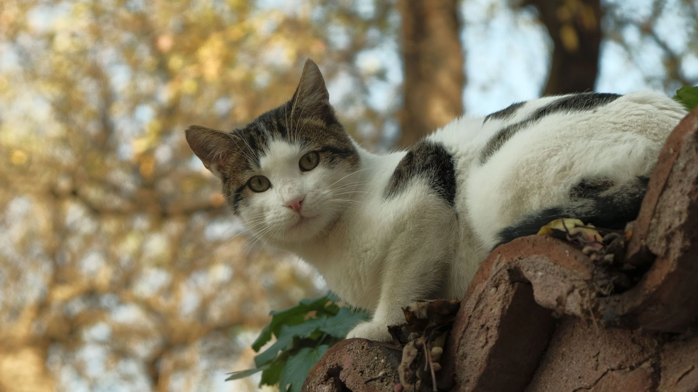 Heute.at - Österreichs Katzen sind die ruhigsten Katzen Europas