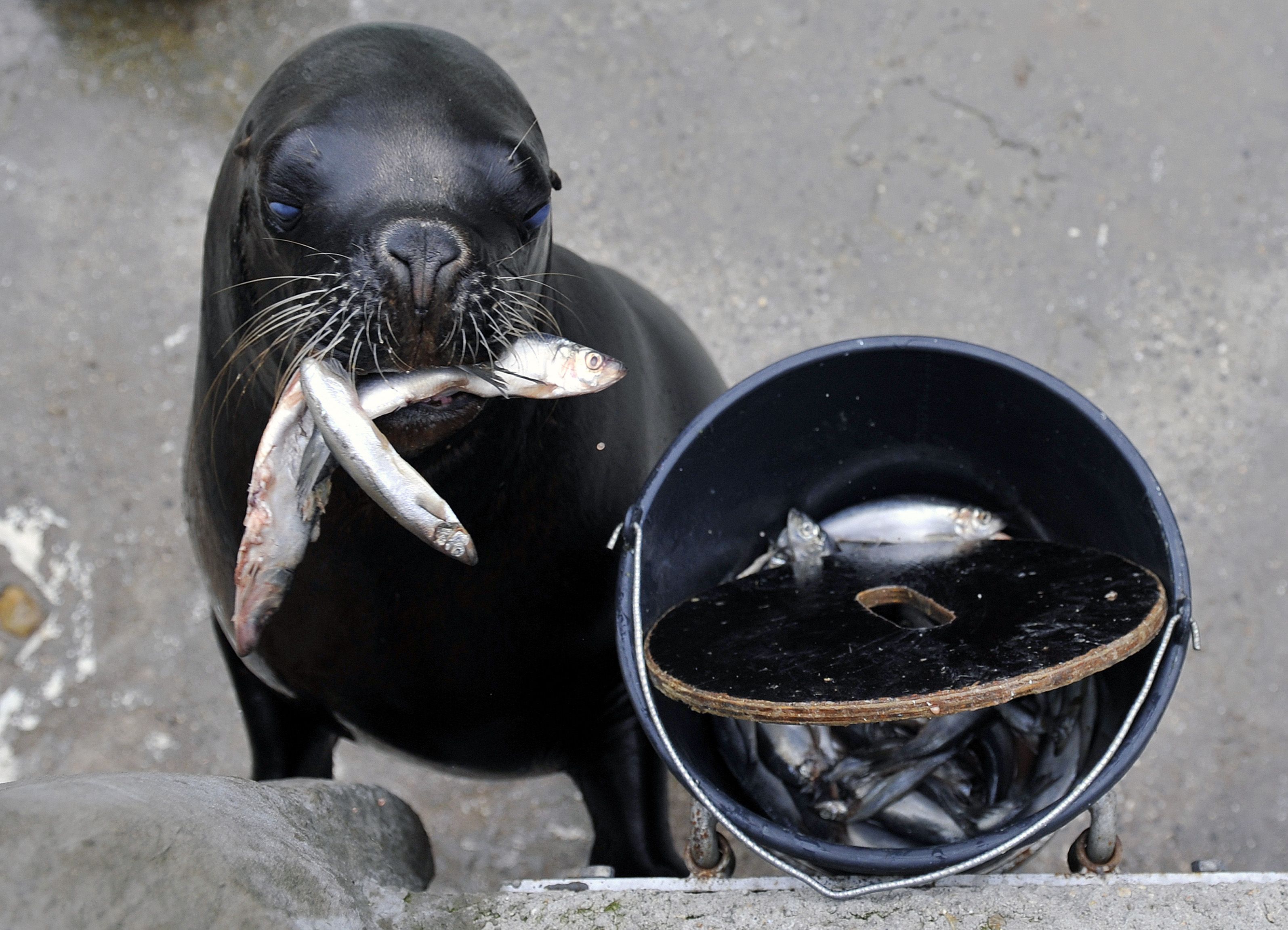 Heute.at - Letzte Mähnenrobbe im Zoo stirbt an Puppenkopf