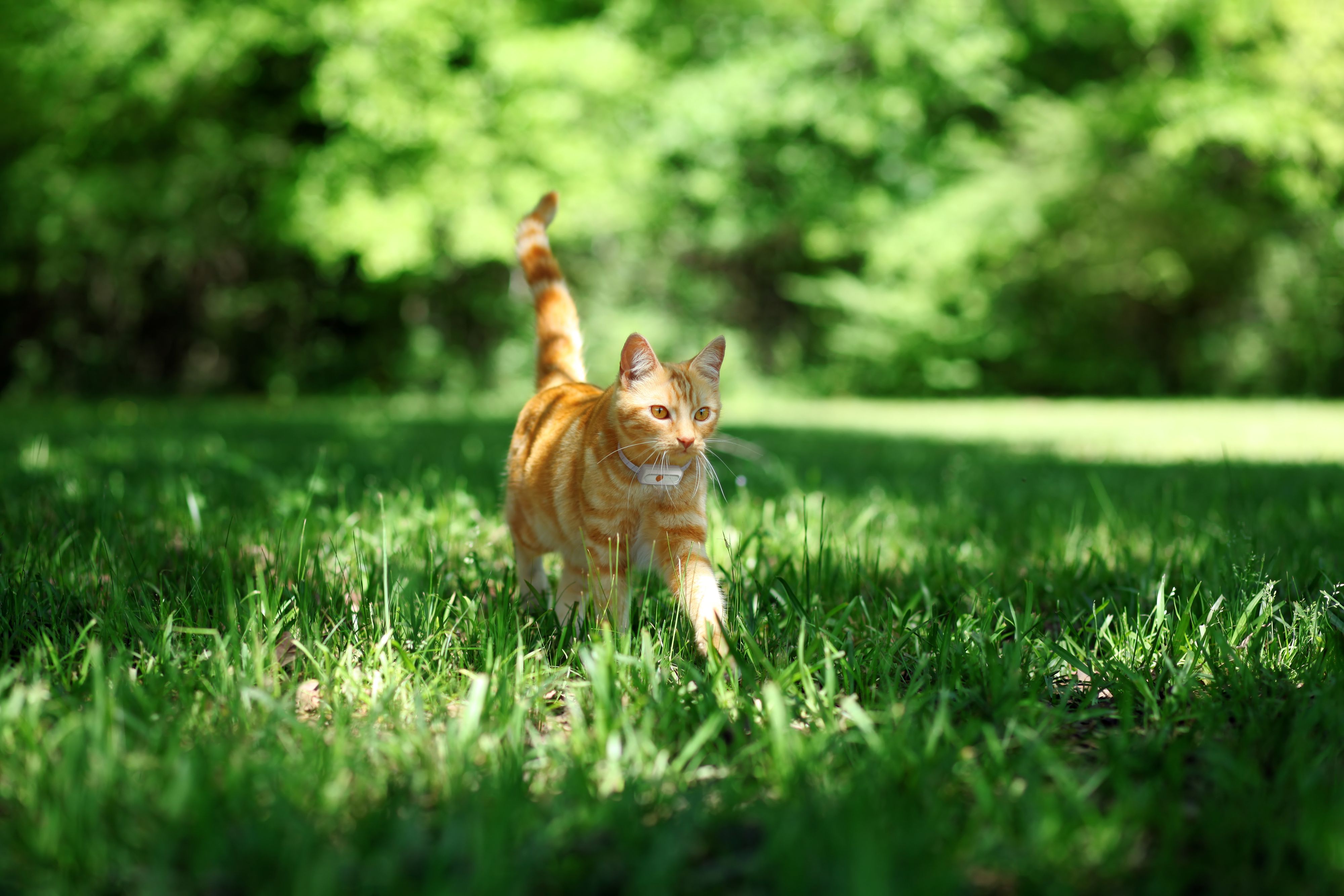 Österreichs Katzen begeben sich gerne auf Entdeckungstour.