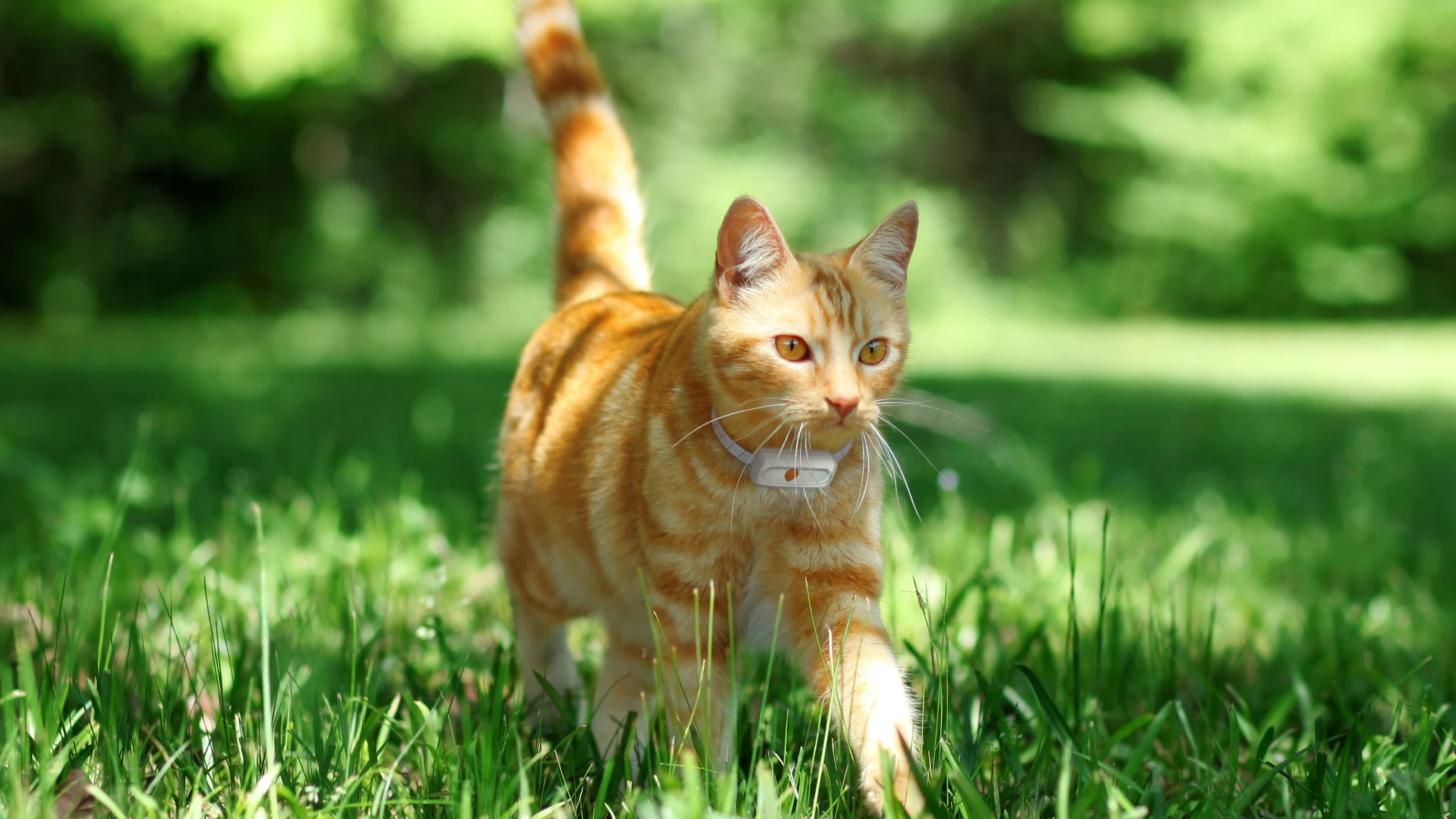 Österreichs Katzen begeben sich gerne auf Entdeckungstour.