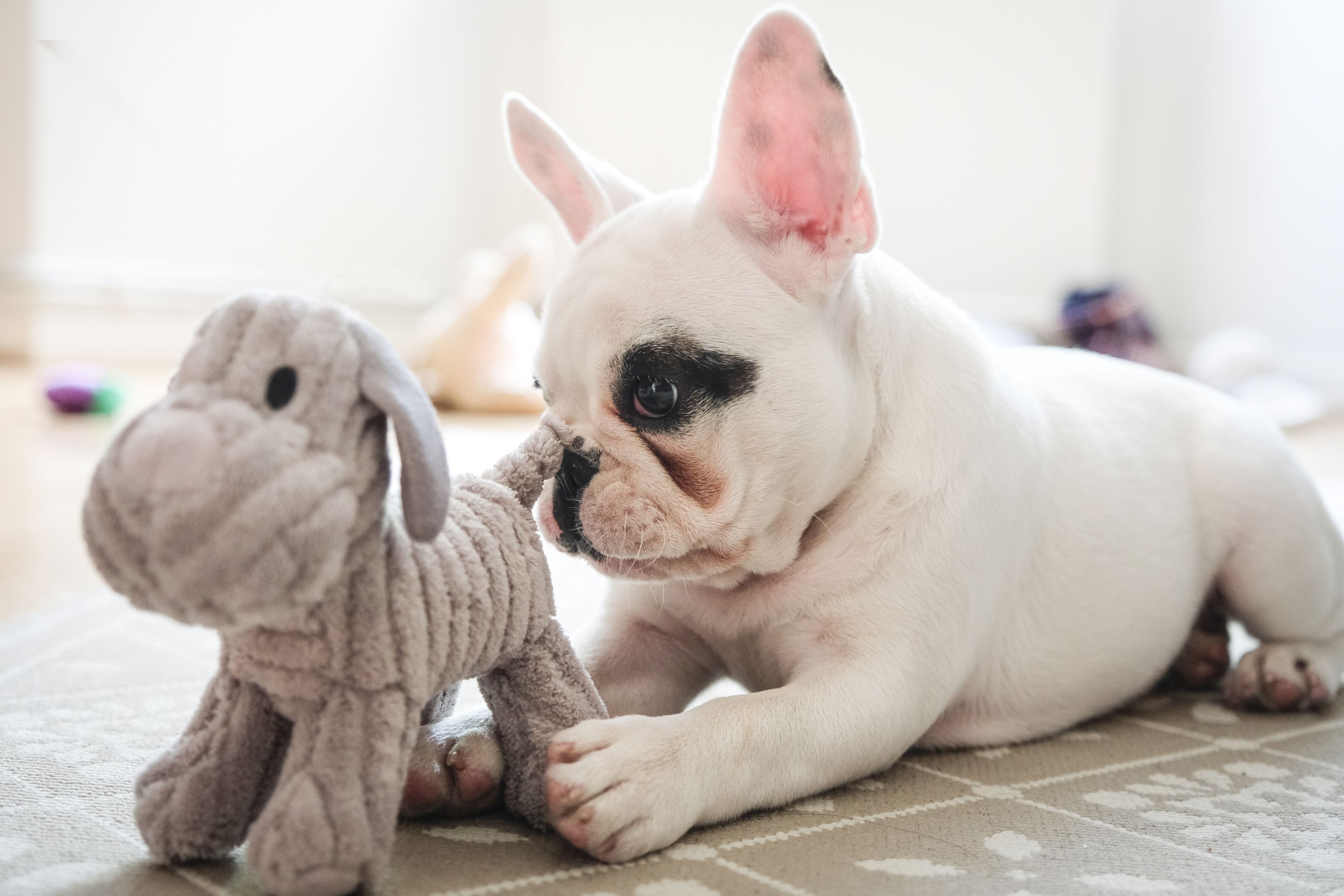 Heute.at - Wiener muss 1.000 Euro Strafe für seinen Hund zahlen