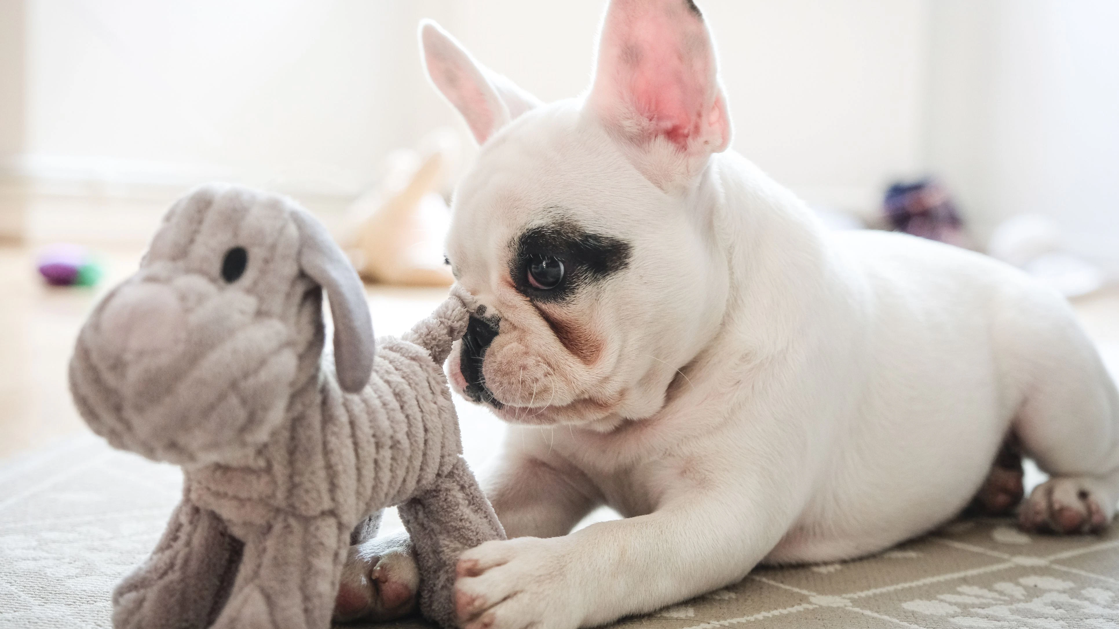 Heute.at - Wiener muss 1.000 Euro Strafe für seinen Hund zahlen