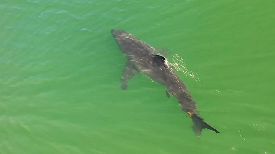 Deutlich mehr Weiße Haie als gewöhnlich schwimmen fröhlich vor der Küste Kaliforniens herum.