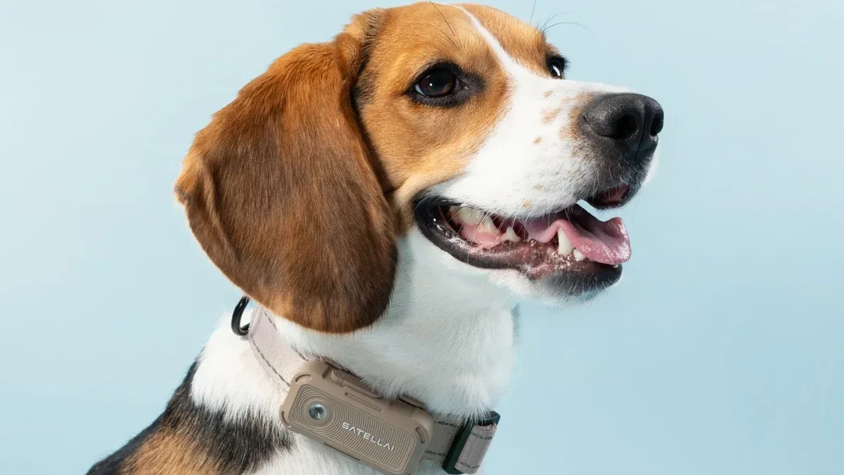 Das SatellAI Collar Go soll 79 Euro kosten. Das Halsband wird in vier Farben angeboten.