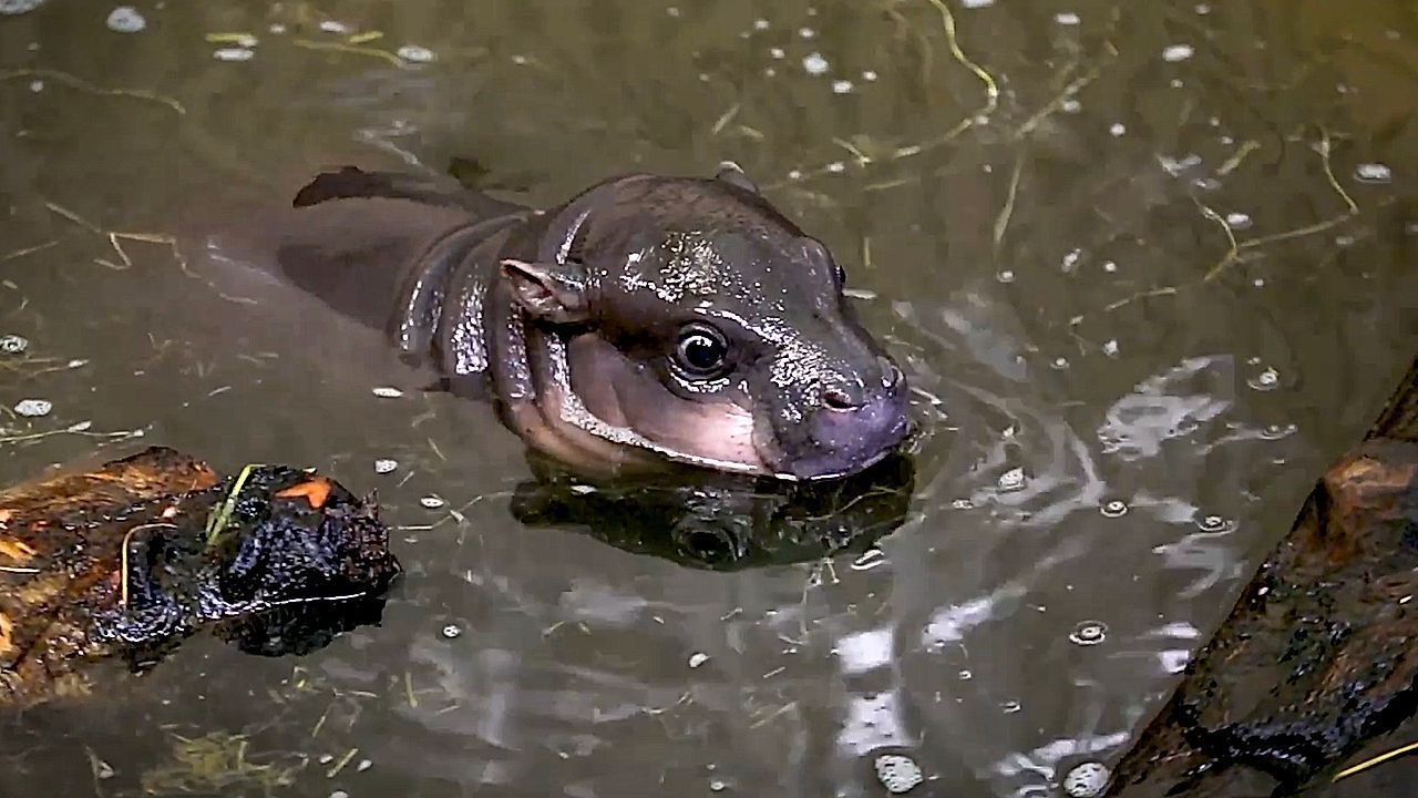 Heute.at - Unglaublich süß! Zwergflusspferd-Baby nimmt erstes Bad