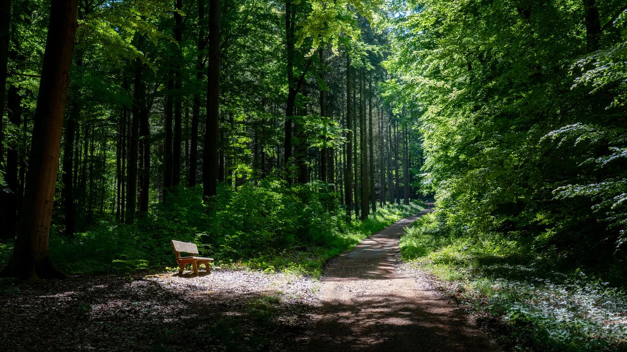 Der Bub wurde von seiner Mutter im Wald ausgesetzt.