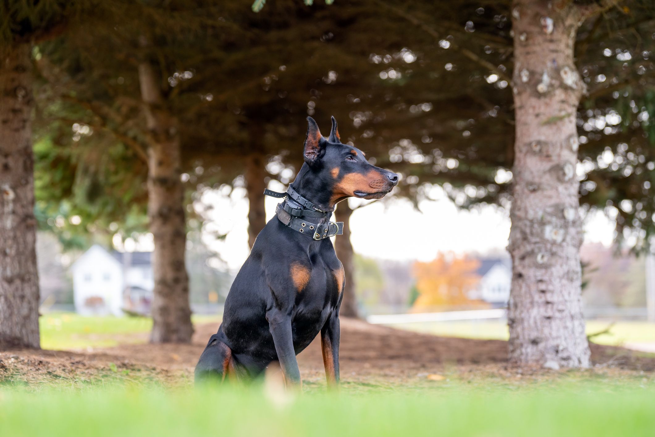 Der Dobermann verletzte das Kind schwer.