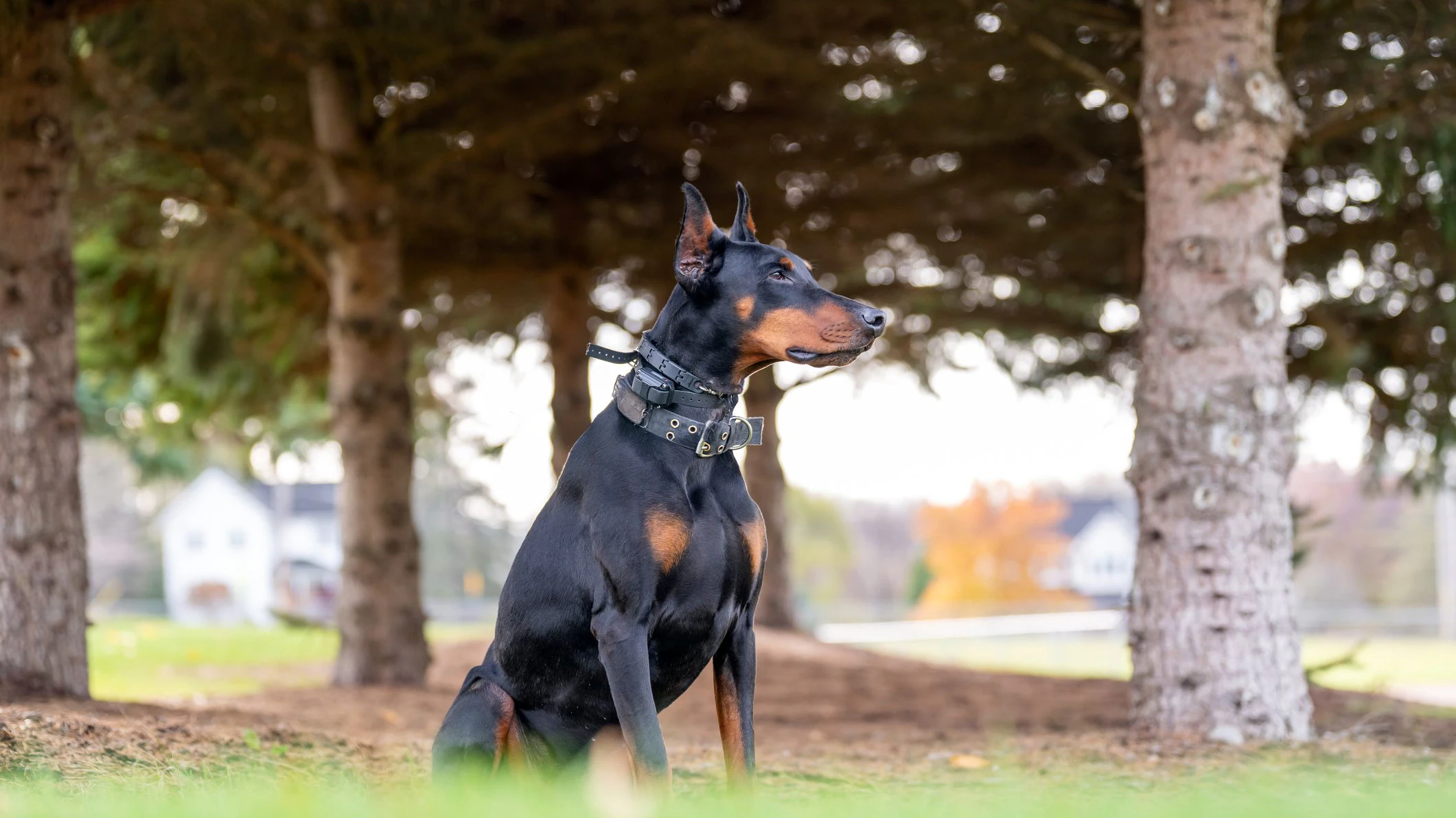 Der Dobermann verletzte das Kind schwer.