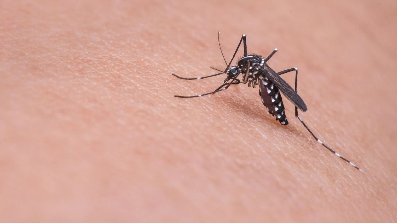 Heute.at - Malaria-Tod am Frankfurter Flughafen