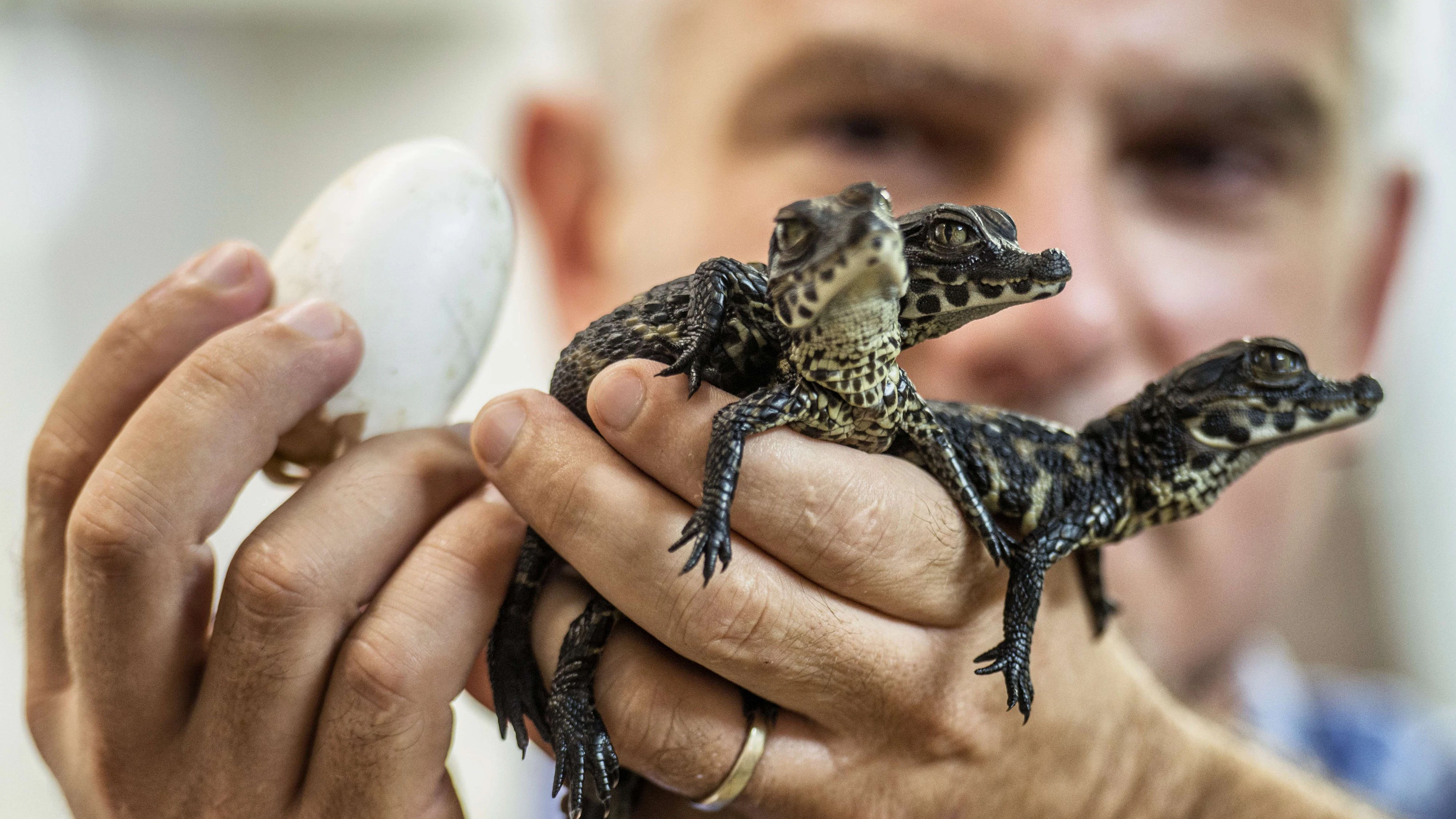 Heute.at - Hitzewelle sorgt für Kroko-Sensation in Frankreich