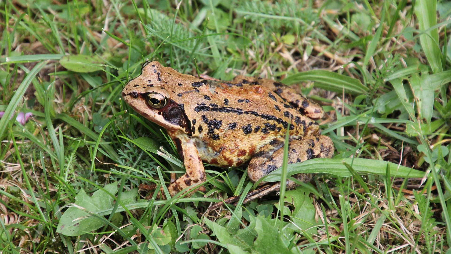 Alle heimischen Amphibien - wie dieser Grasfrosch -&nbsp; sind mittlerweile bedroht.