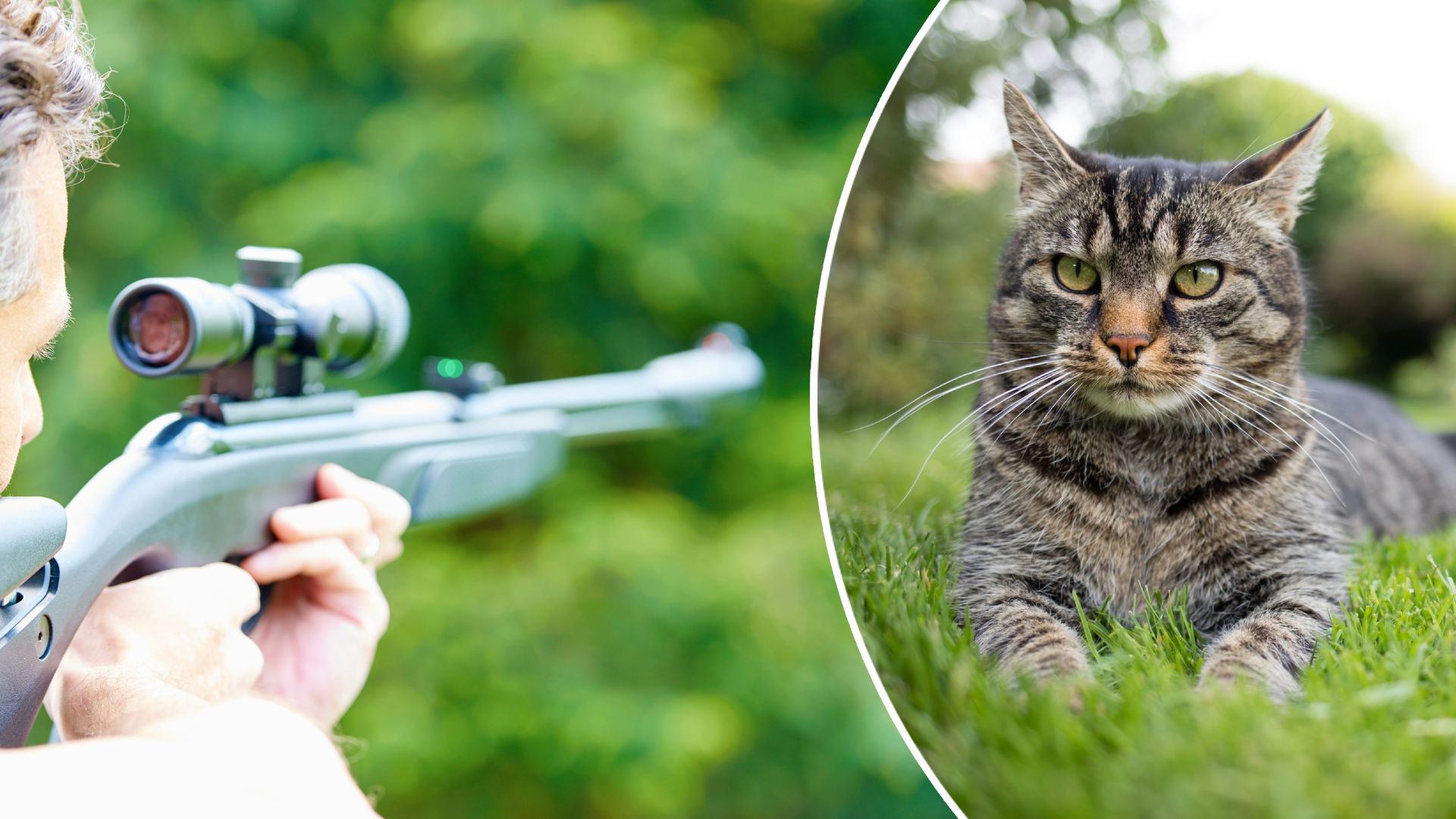 Heute.at - Unbekannter schießt mit Luftdruckgewehr auf Katze