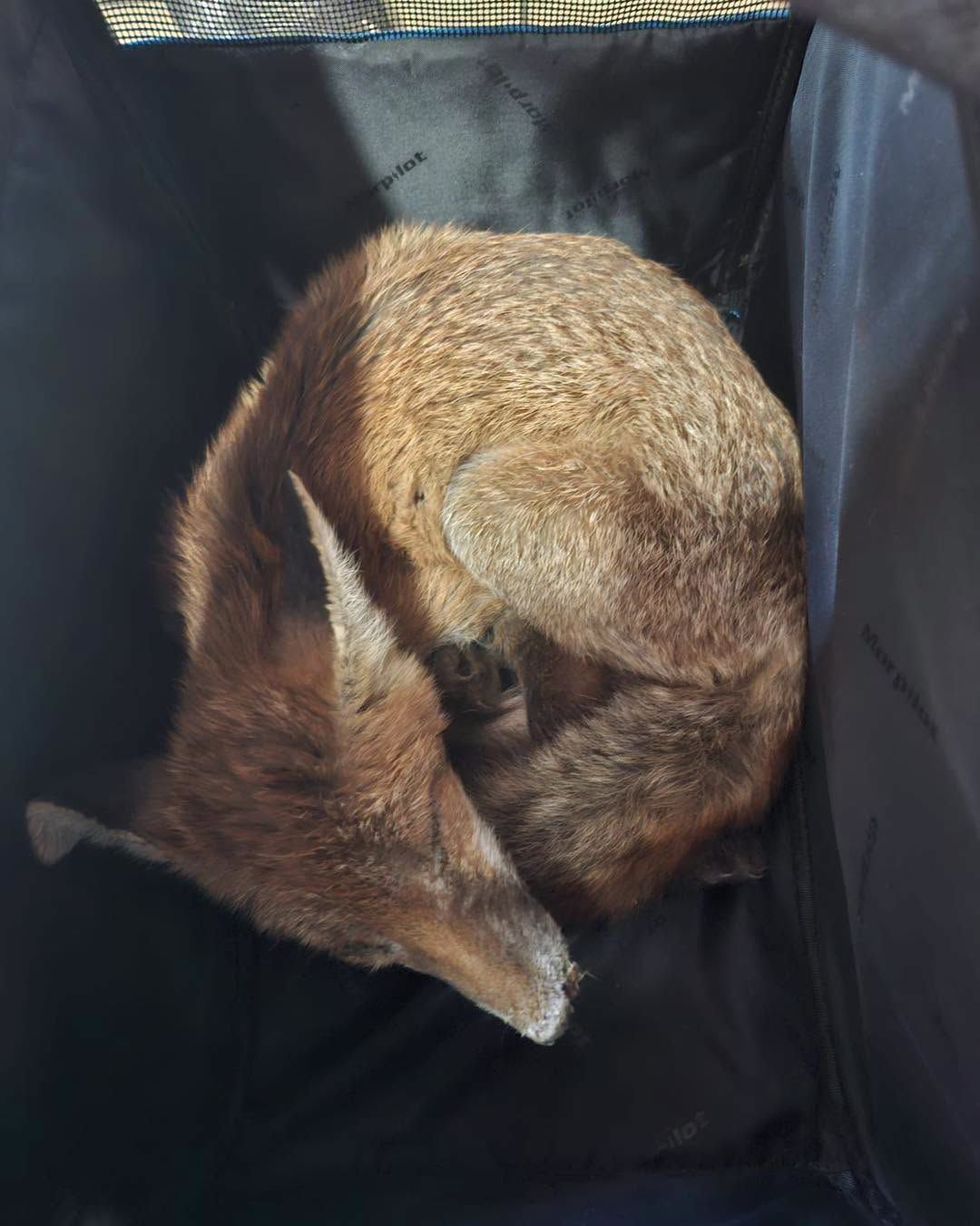Heute.at - Nanu! Fuchs macht Nickerchen auf der Couch