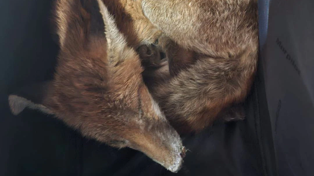 Heute.at - Nanu! Fuchs macht Nickerchen auf der Couch