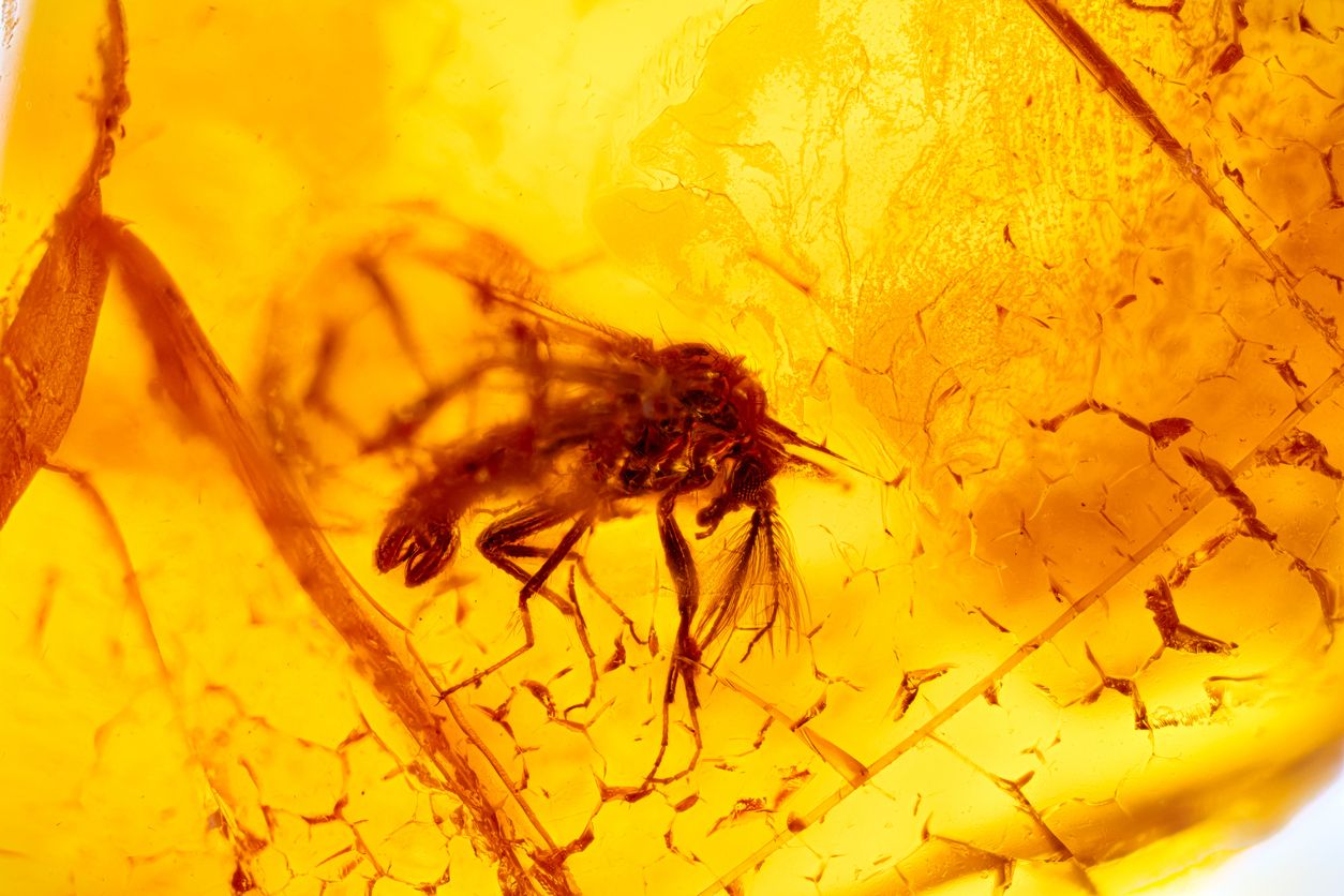 Heute.at - So lange kommunizieren Insekten schon mit Ultraschall
