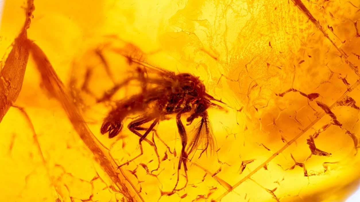 Heute.at - So lange kommunizieren Insekten schon mit Ultraschall