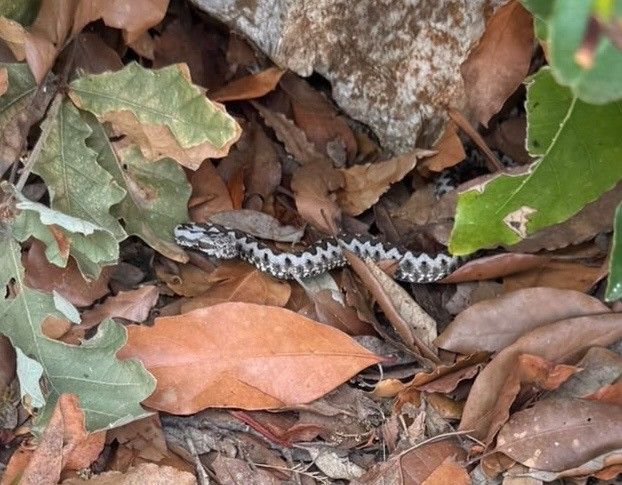 Heute.at - Könnte sterben – Schlangen-Drama um Bub in Kroatien