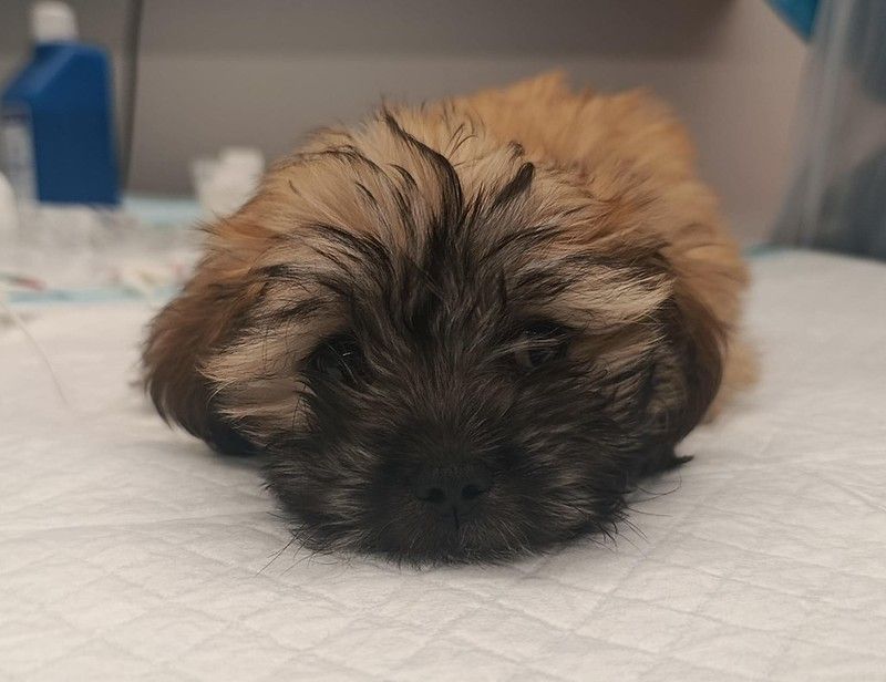 Heute.at - 2.500 Euro oder Tod? Tierschützer kämpfen um Suki
