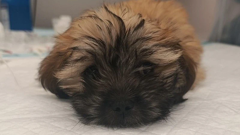 Heute.at - 2.500 Euro oder Tod? Tierschützer kämpfen um Suki