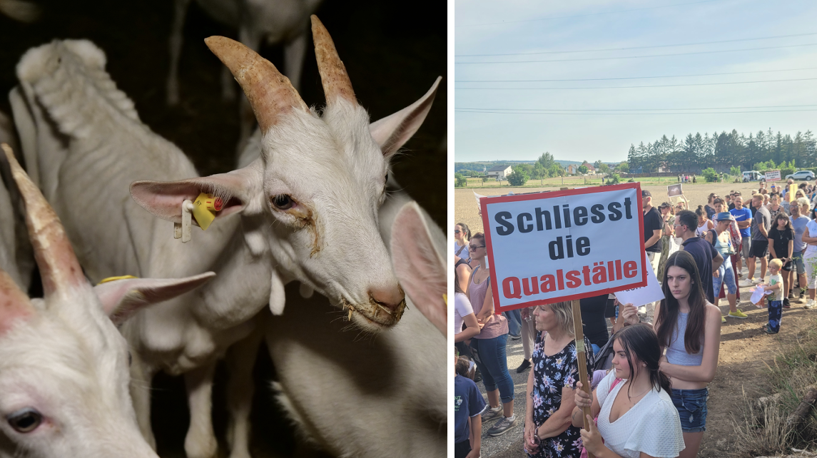 Am Donnerstag protestierten 400 Menschen in Traismauer gegen Tierleid. Das Foto links entstand angeblich in jenem Stall. (Von VGT zur Verfügung gestellt.)